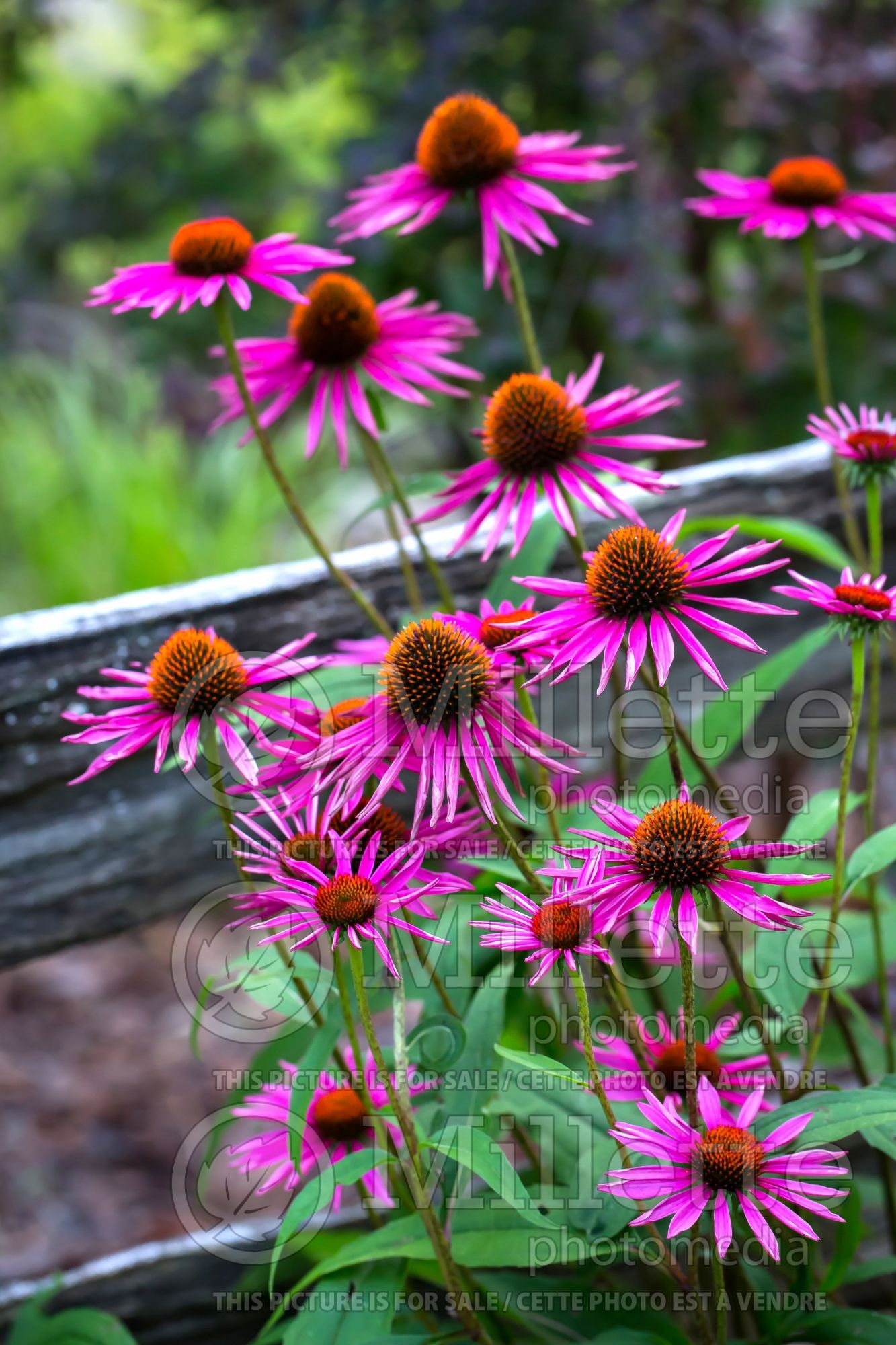 Echinacea Pica Bella (Coneflower) 9