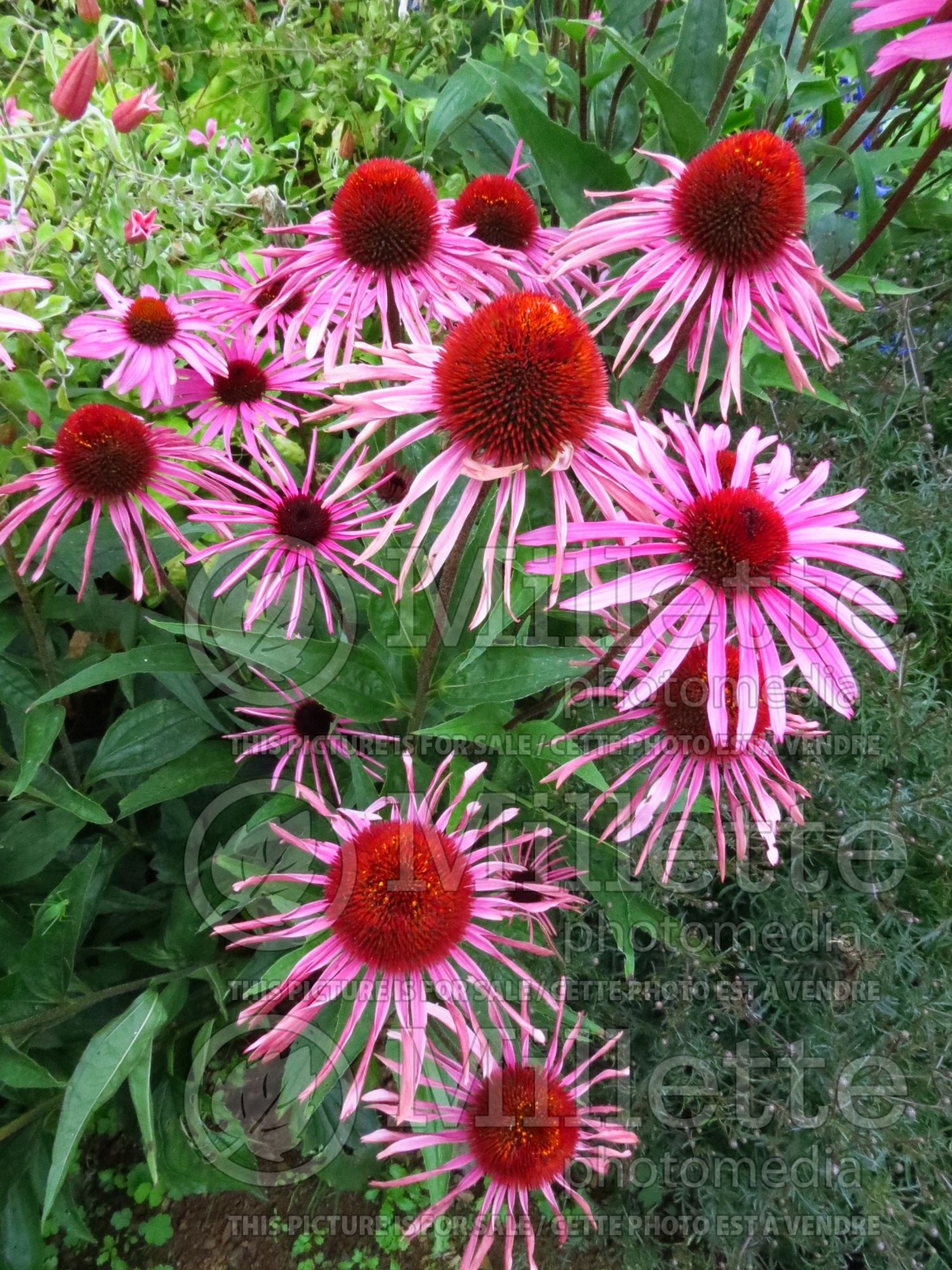 Echinacea Pica Bella (Coneflower) 3