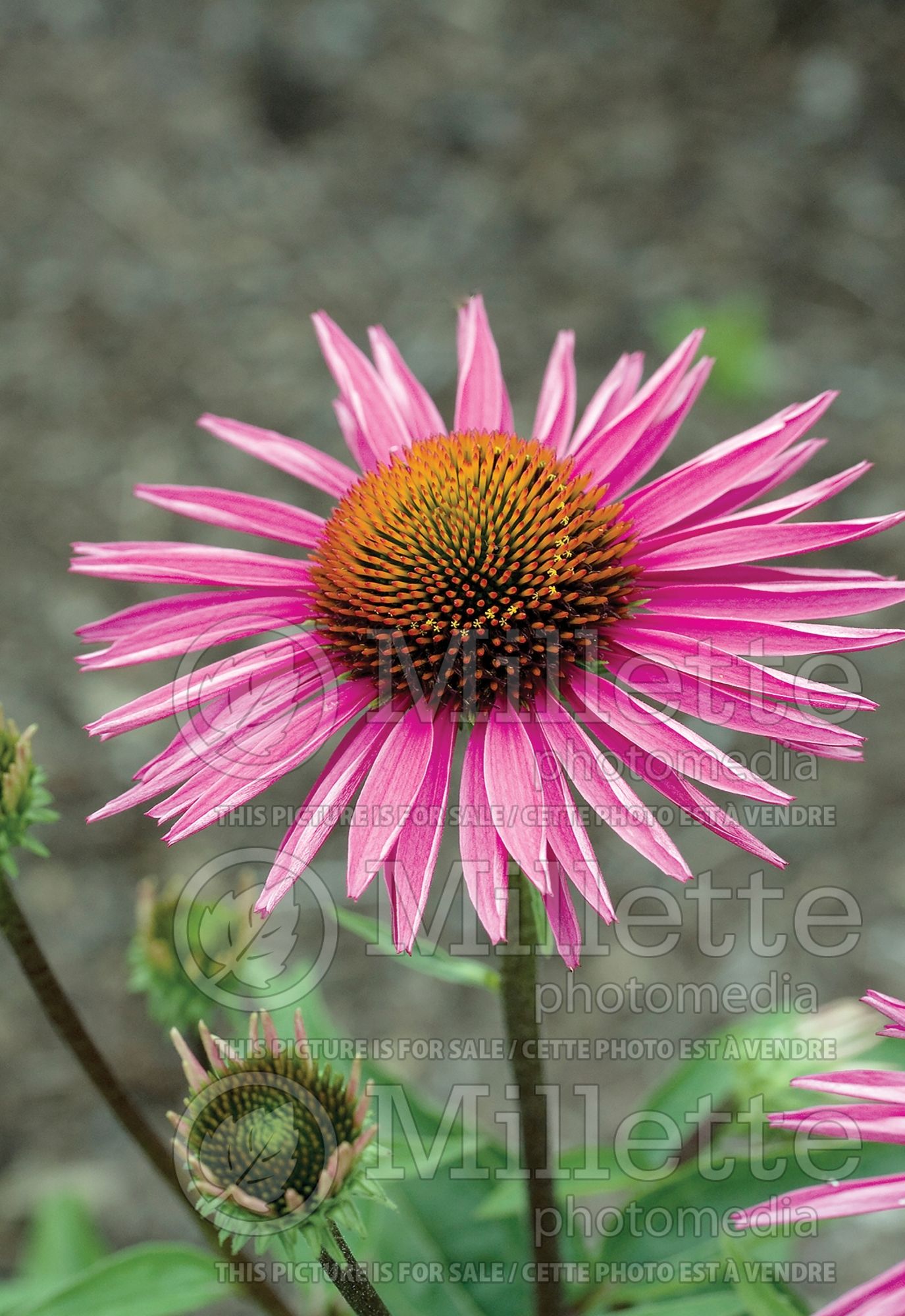 Echinacea Pica Bella (Coneflower) 4