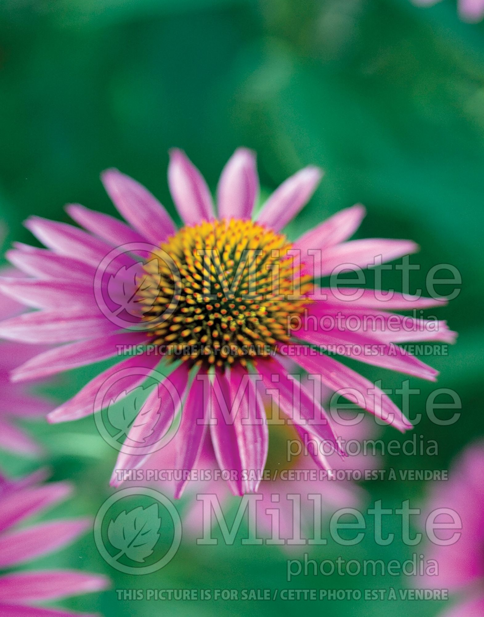 Echinacea Pica Bella (Coneflower) 6