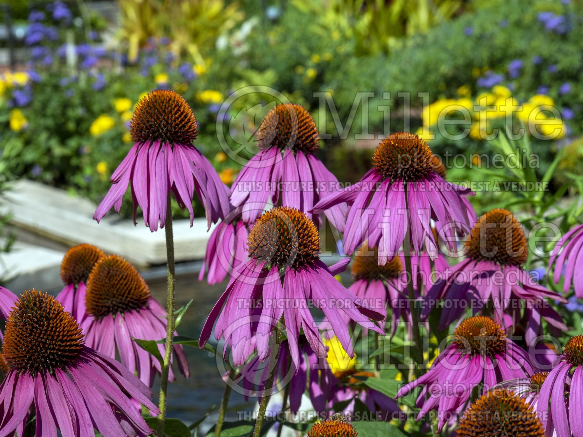Echinacea Showoff (Coneflower) 2