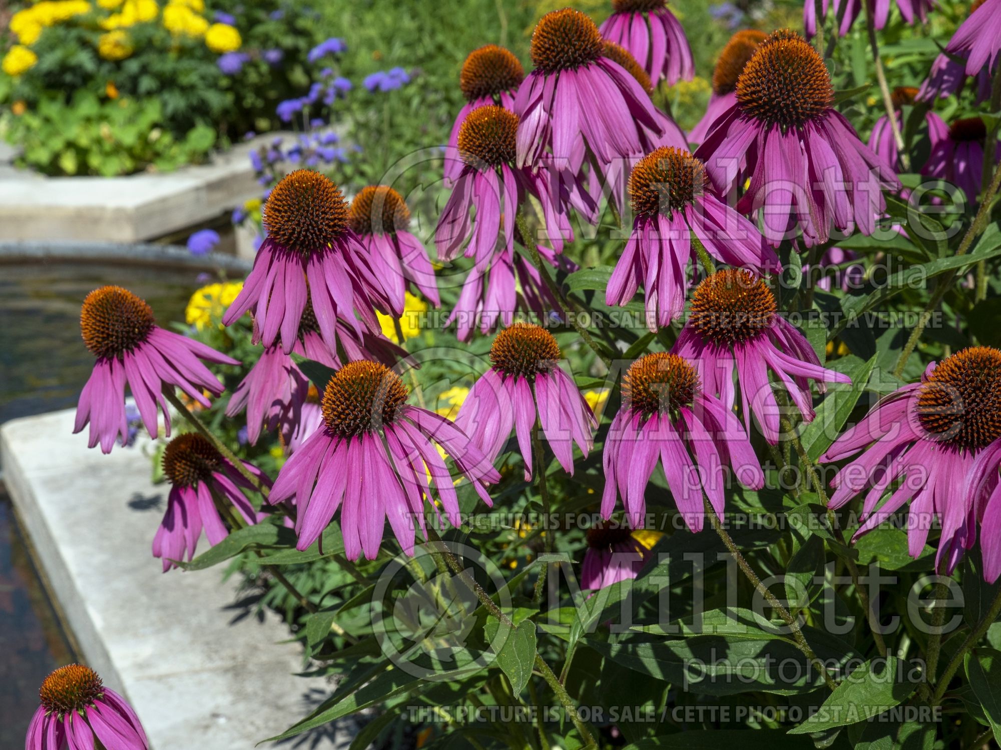Echinacea Showoff (Coneflower) 3