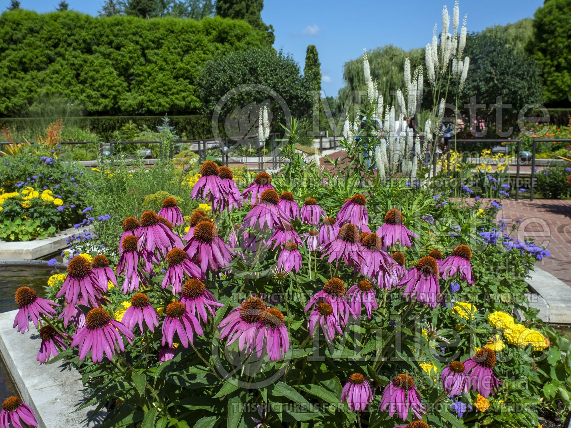 Echinacea Showoff (Coneflower) 1
