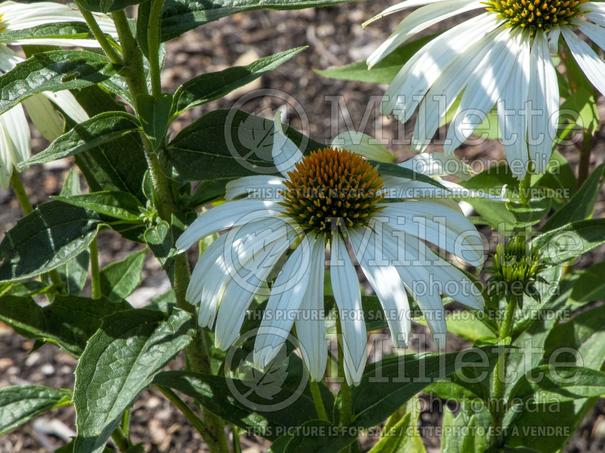 Echinacea Showoff White (Coneflower) 1