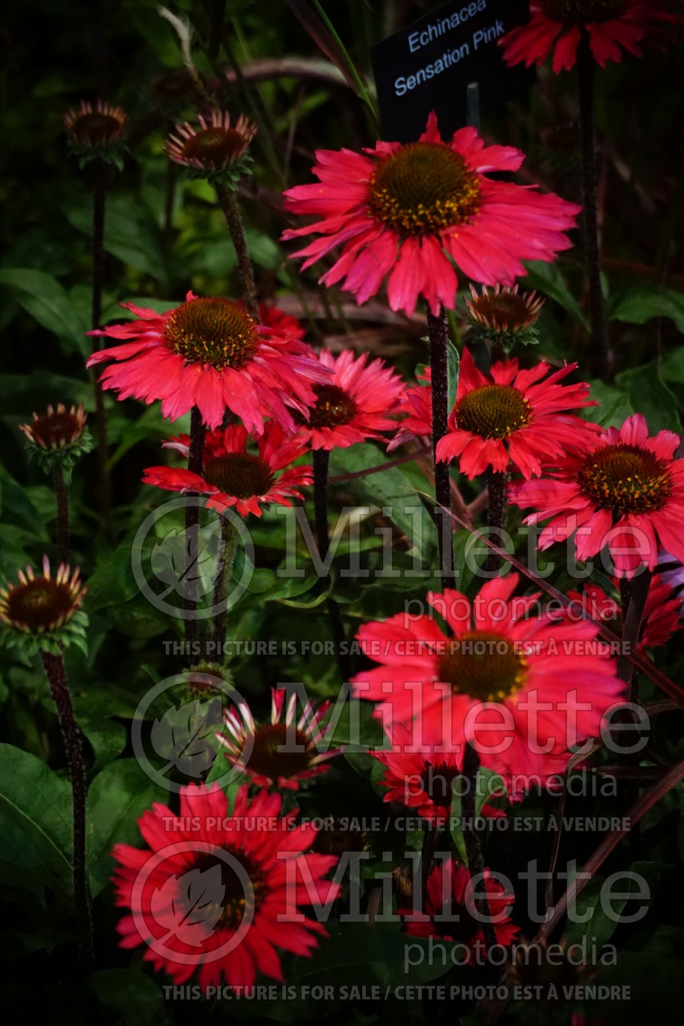 Echinacea Sensation Pink (Coneflower) 2