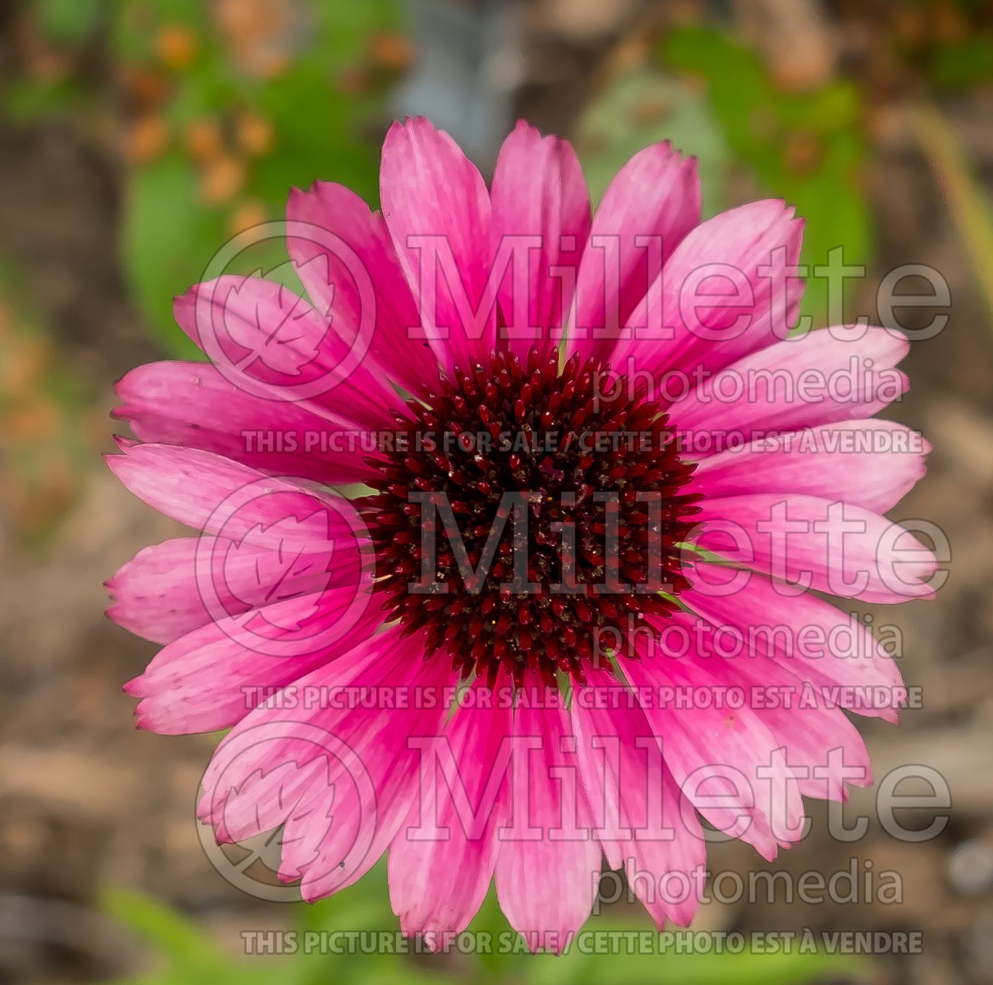 Echinacea Sensation Pink (Coneflower) 1