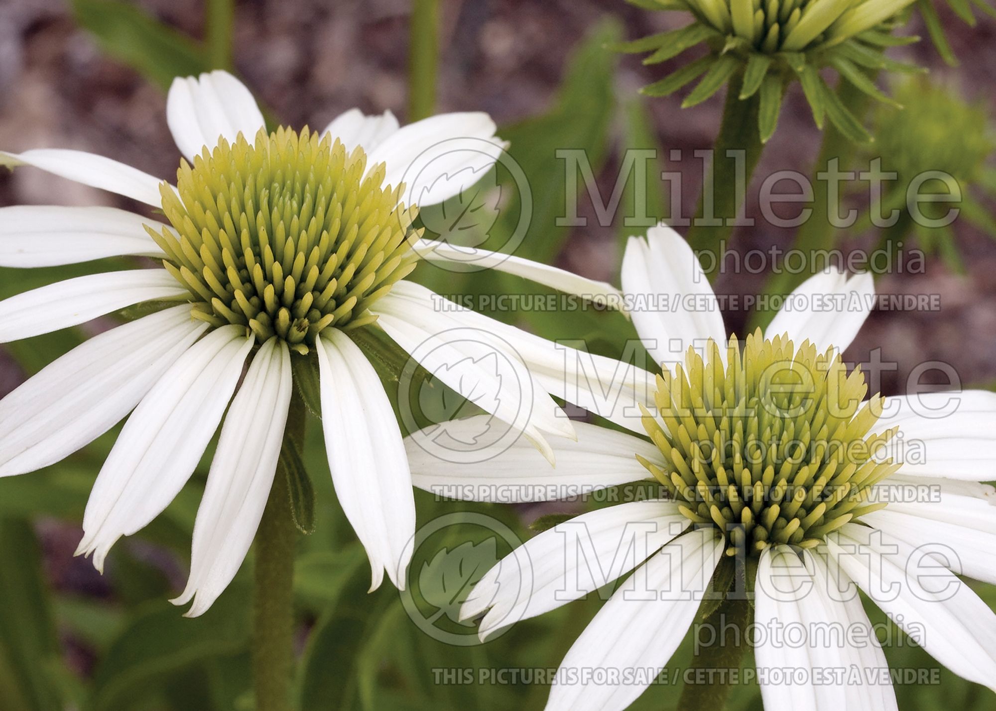 Echinacea Snow Cone (Coneflower) 1