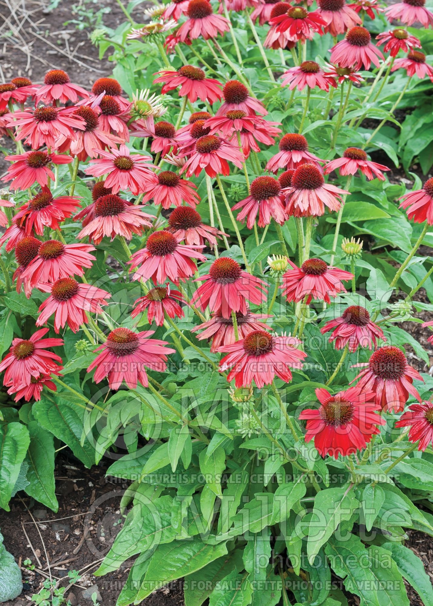 Echinacea Sombrero Salsa Red (Coneflower) 16