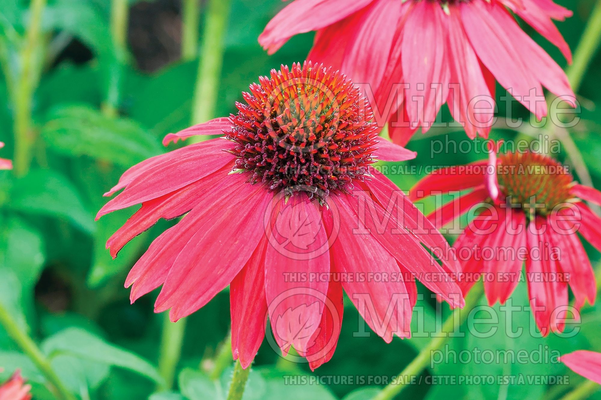 Echinacea Sombrero Salsa Red (Coneflower) 15