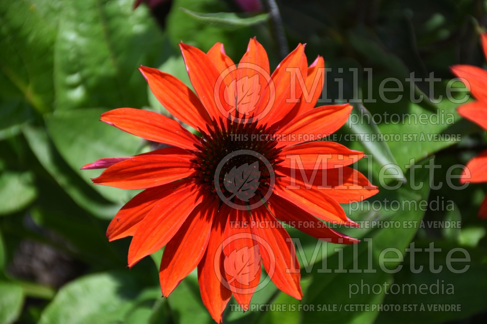 Echinacea Sombrero Sangrita (Coneflower) 1