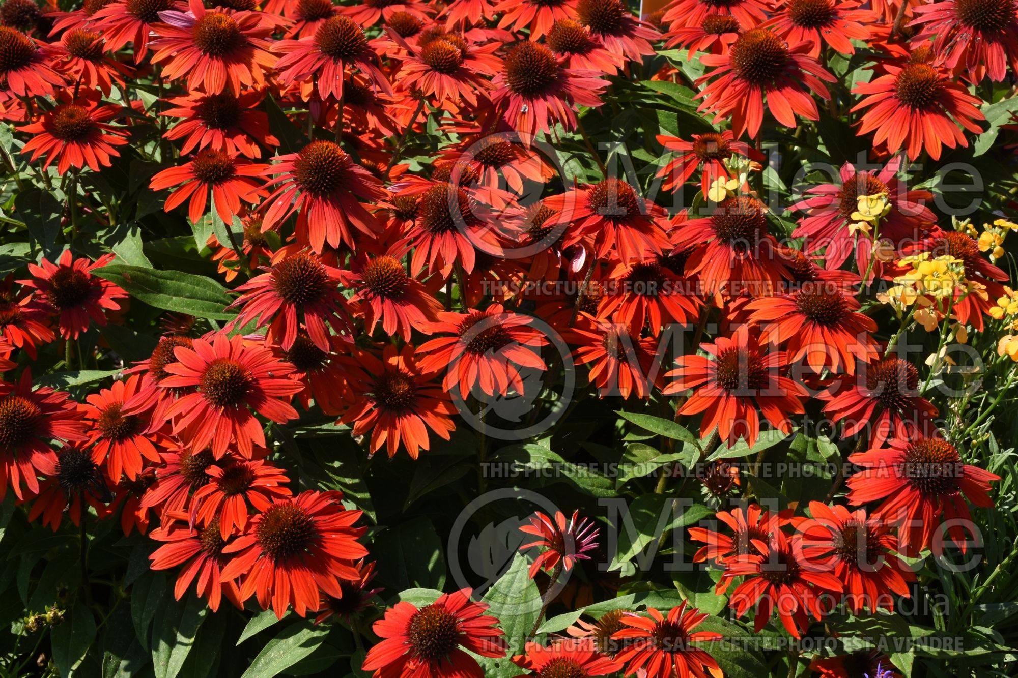 Echinacea Sombrero Sangrita (Coneflower) 2