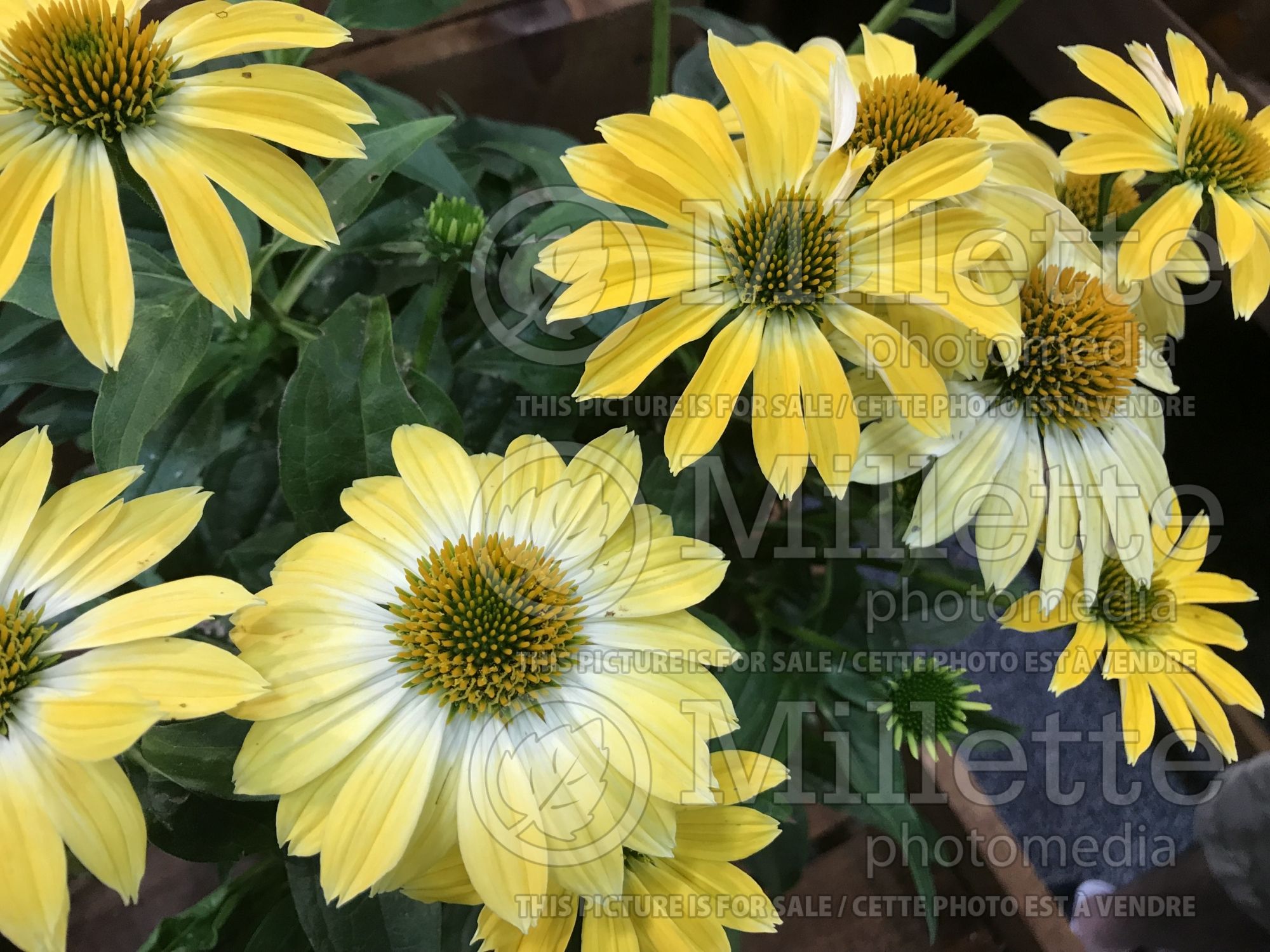 Echinacea Sombrero Summer Solstice (Coneflower) 1