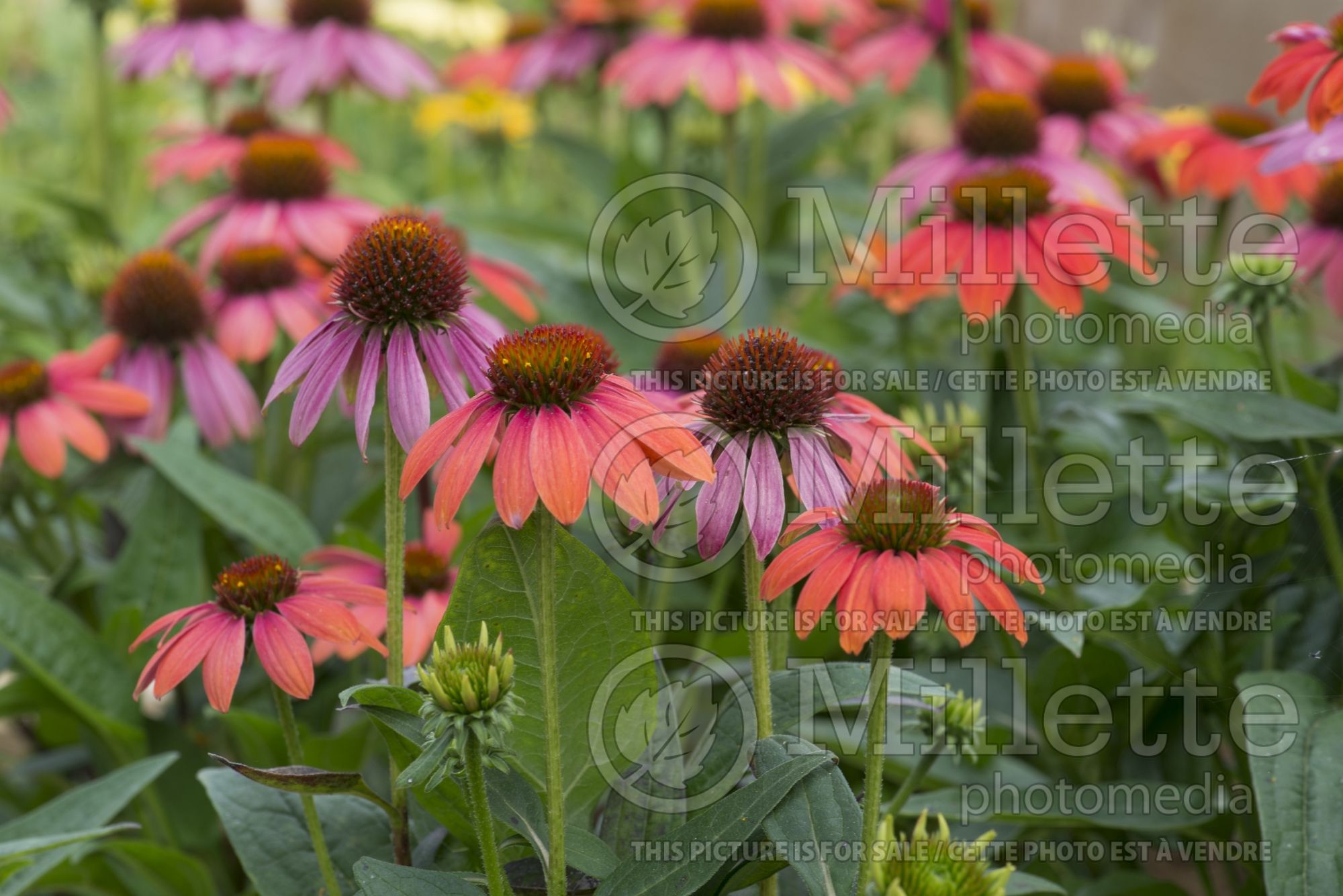 Echinacea Sombrero Tres Amigos (Coneflower) 5
