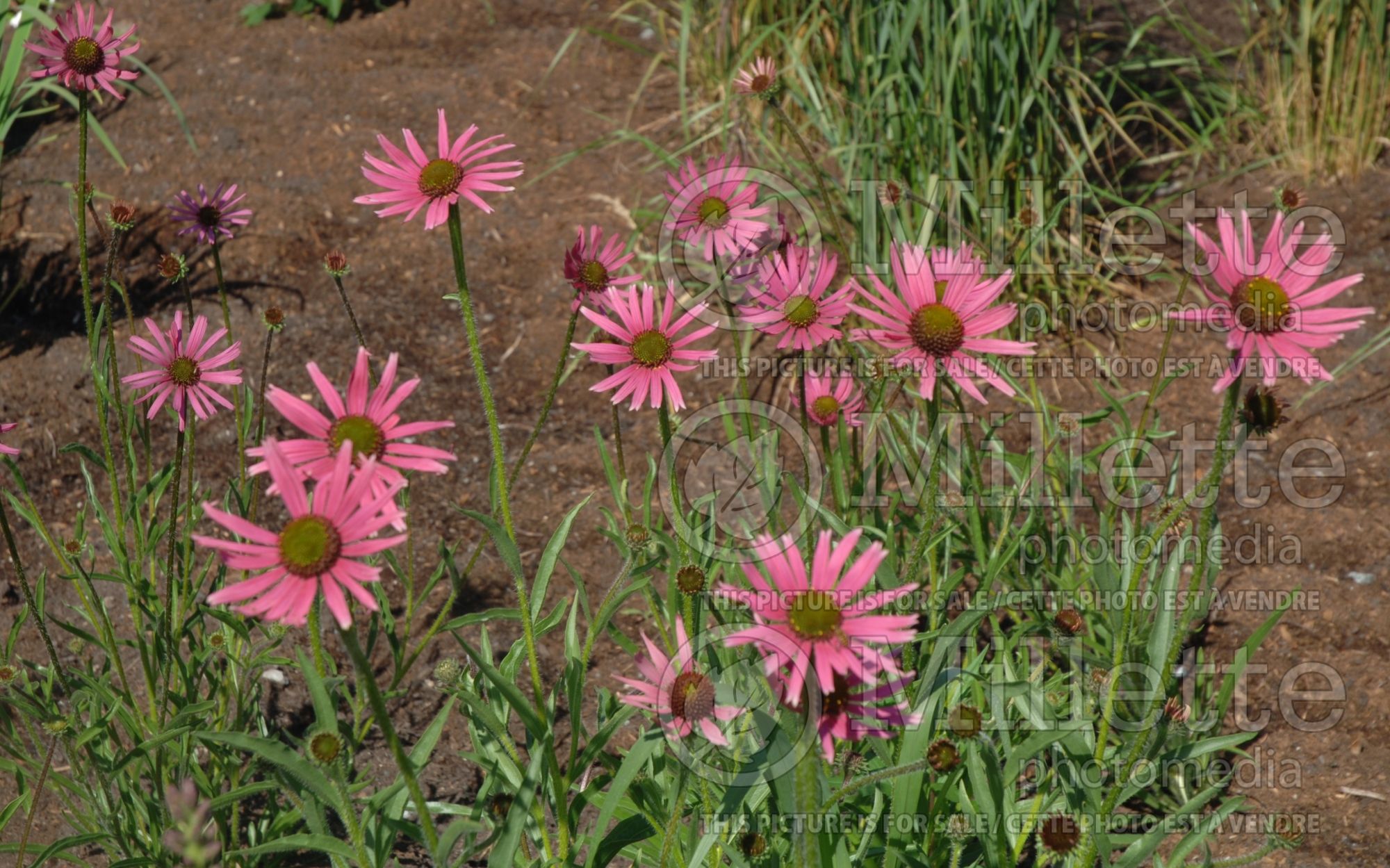 Echinacea tennesseensis (Coneflower) 5