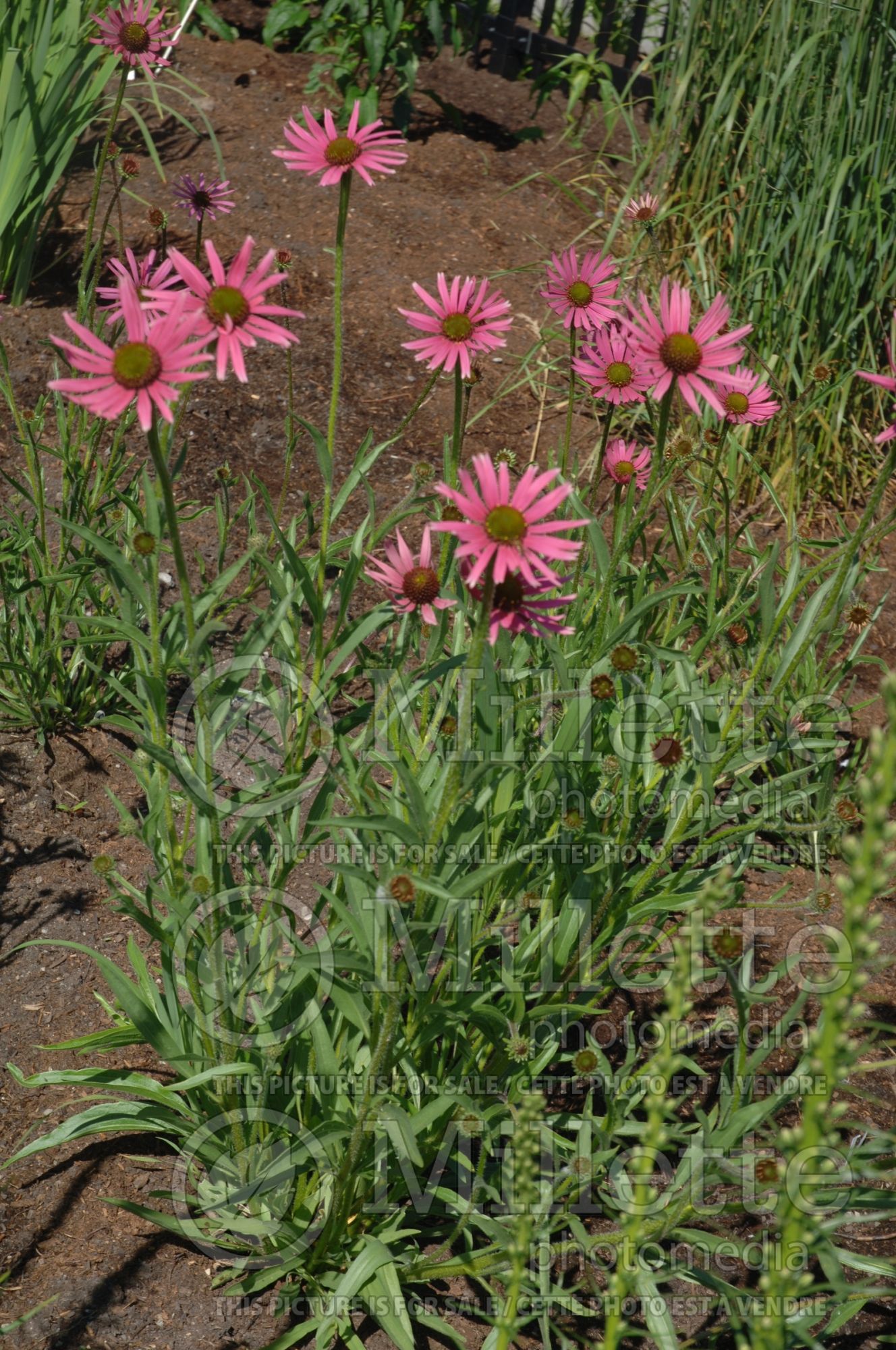 Echinacea tennesseensis (Coneflower) 4
