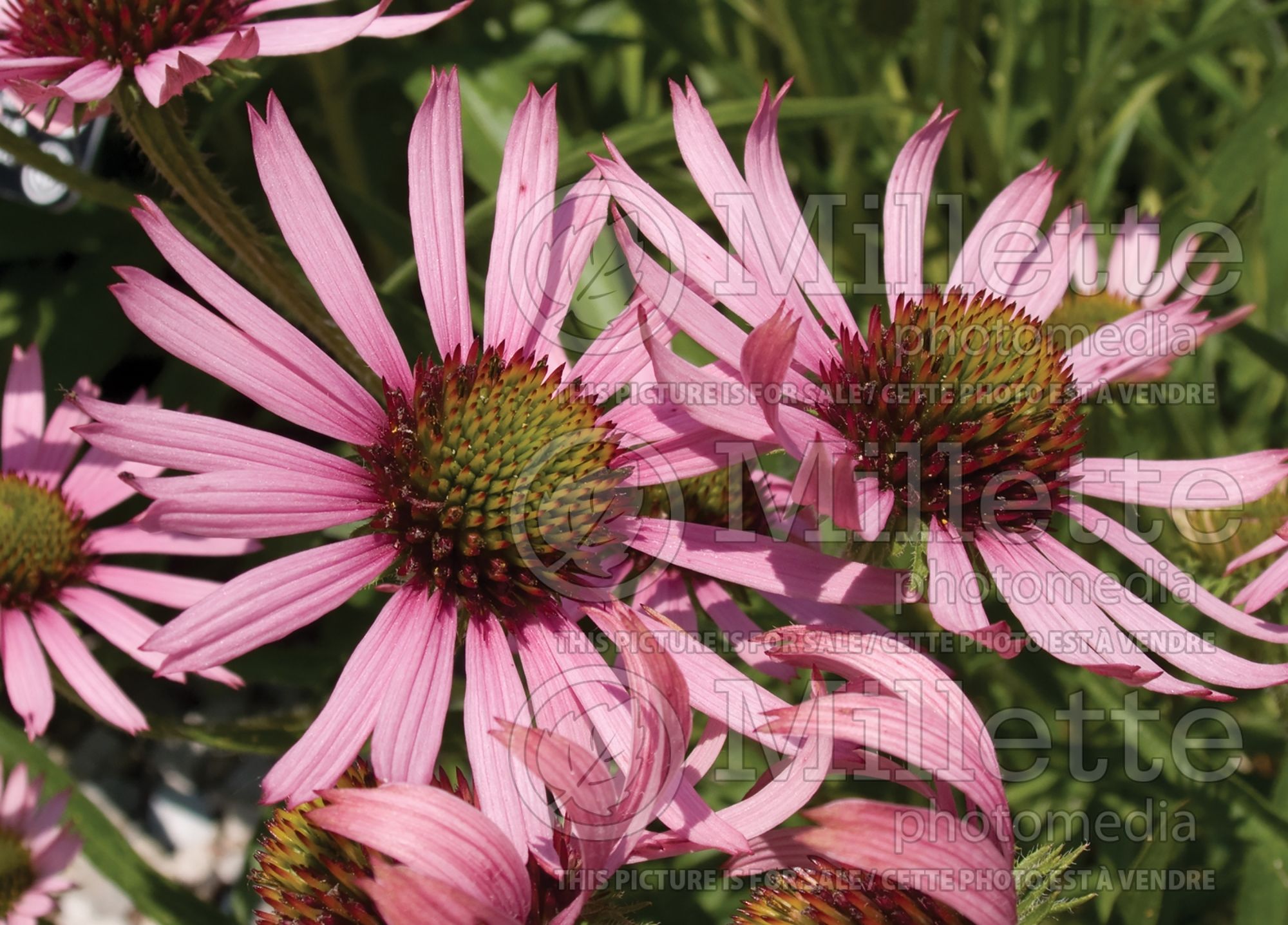 Echinacea tennesseensis (Coneflower) 6