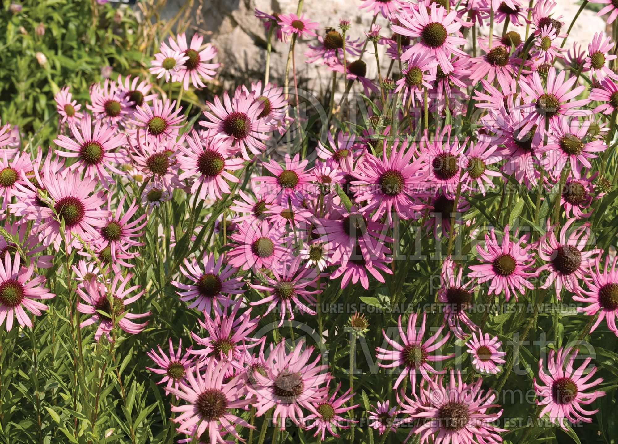 Echinacea tennesseensis (Coneflower) 7