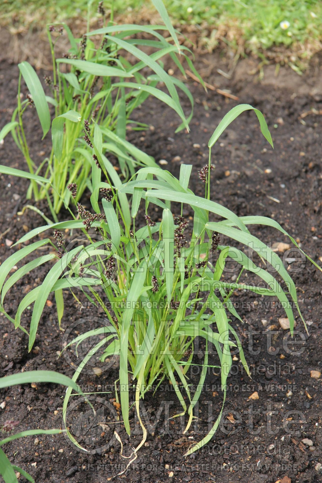 Echinochloa frumentacea (Japanese millet grass) 2