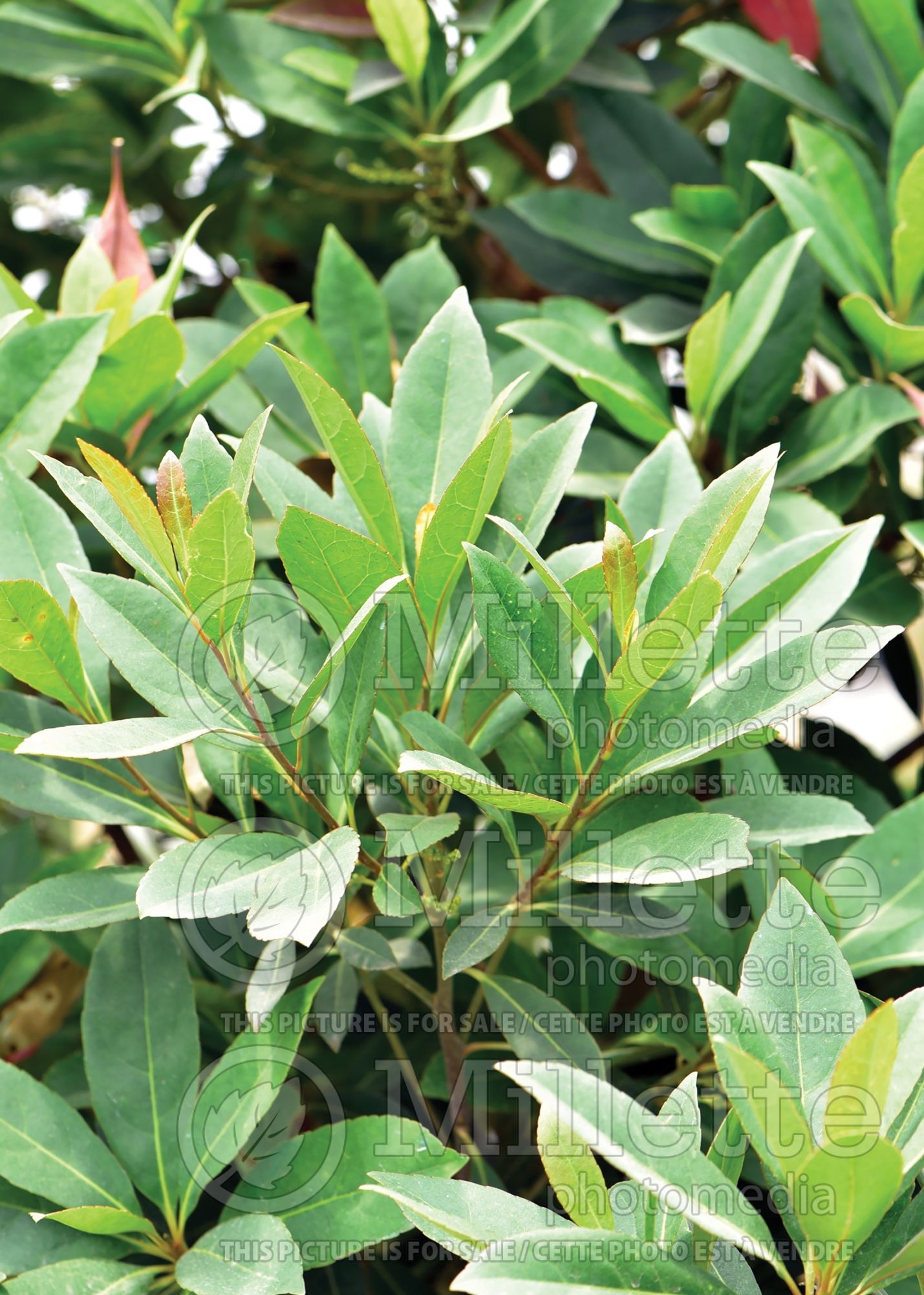 Elaeocarpus decipiens (Japanese Blueberry Tree) 2