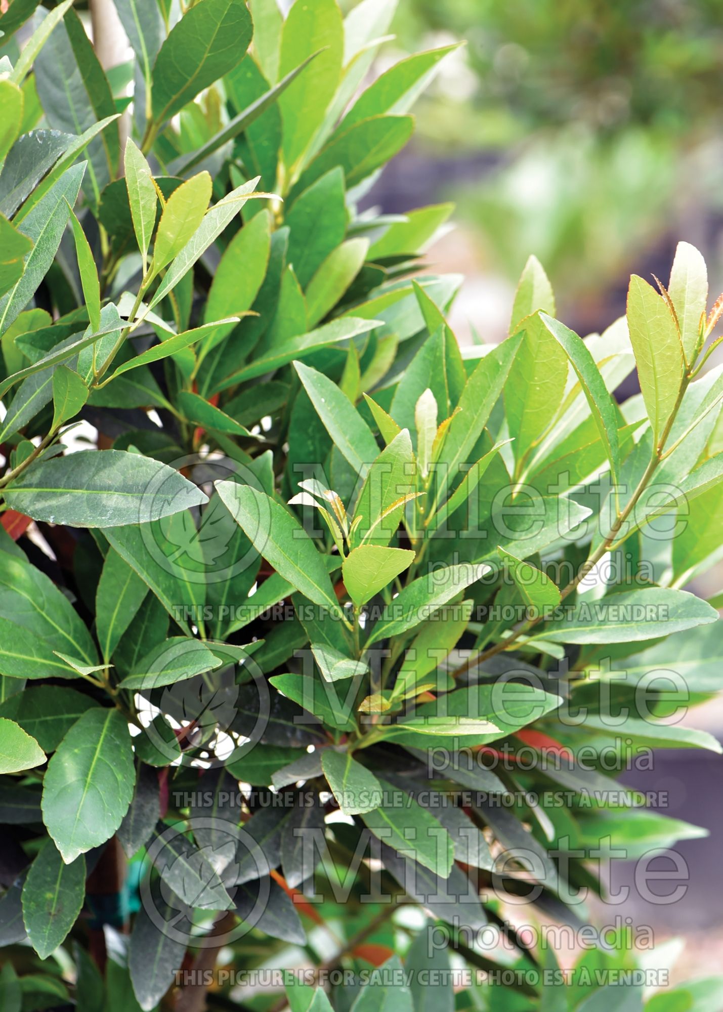 Elaeocarpus decipiens (Japanese Blueberry Tree) 3