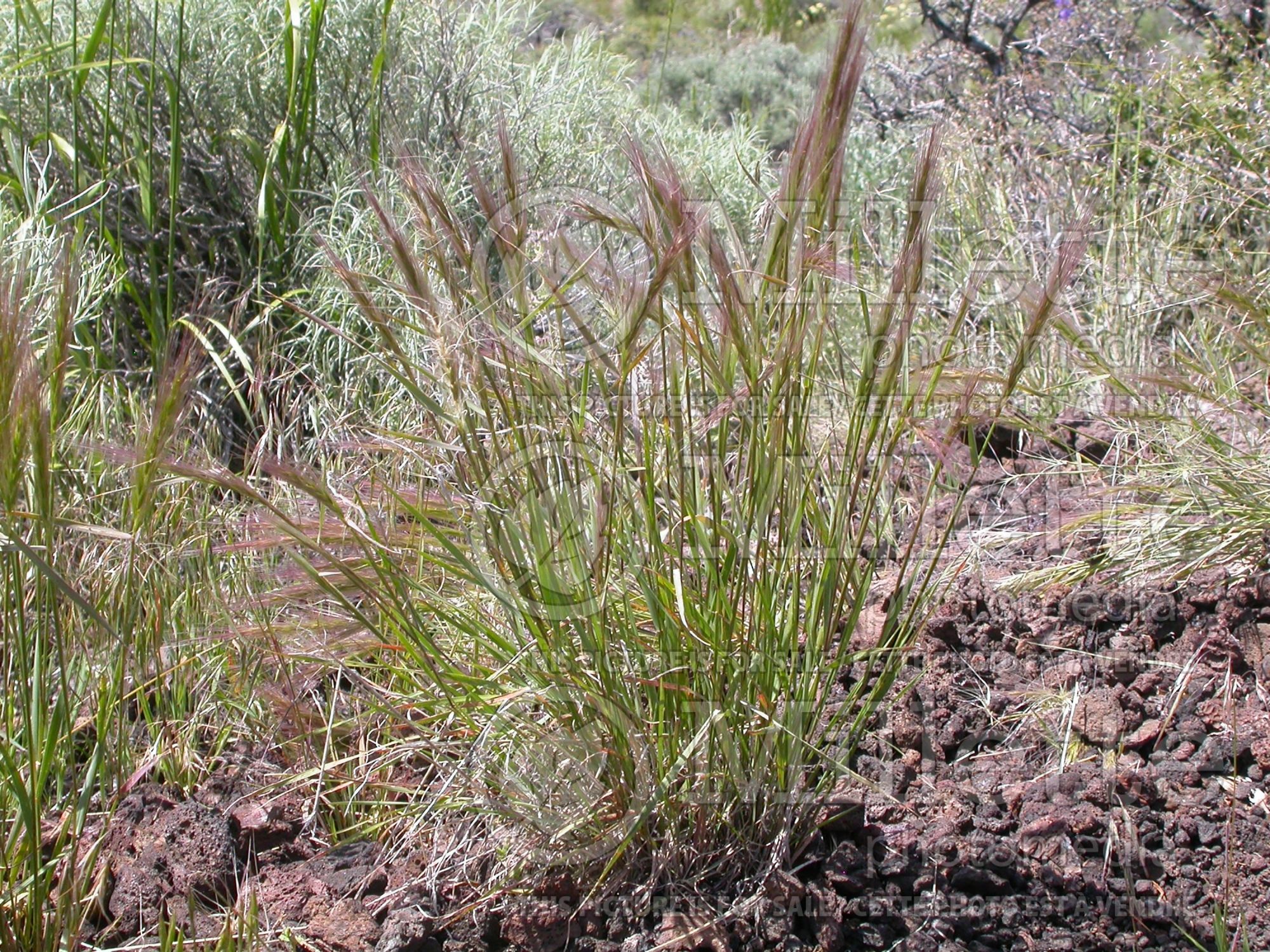 Elymus elymoides (Squirrel tail grass) 2