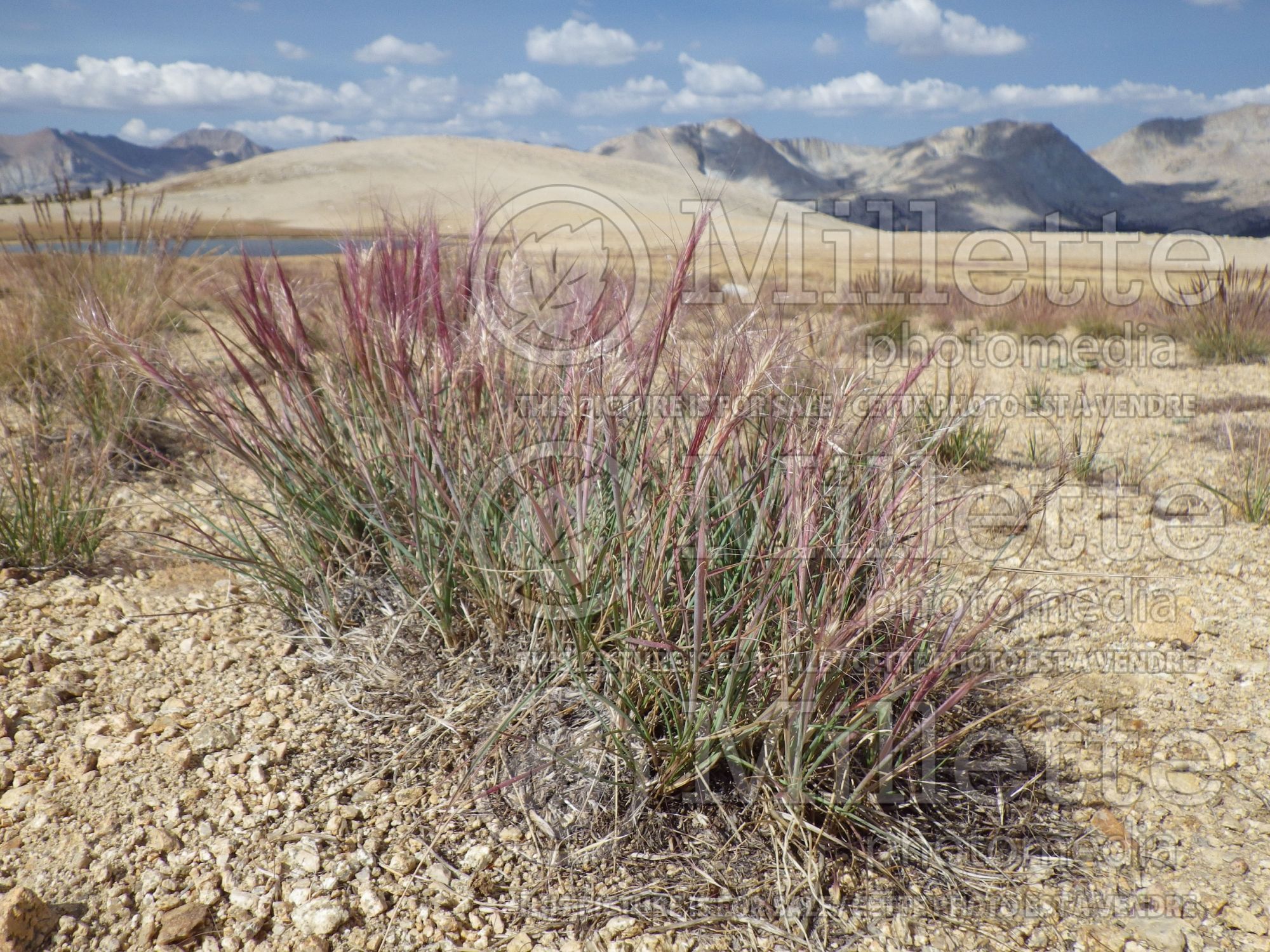 Elymus elymoides (Squirrel tail grass) 6