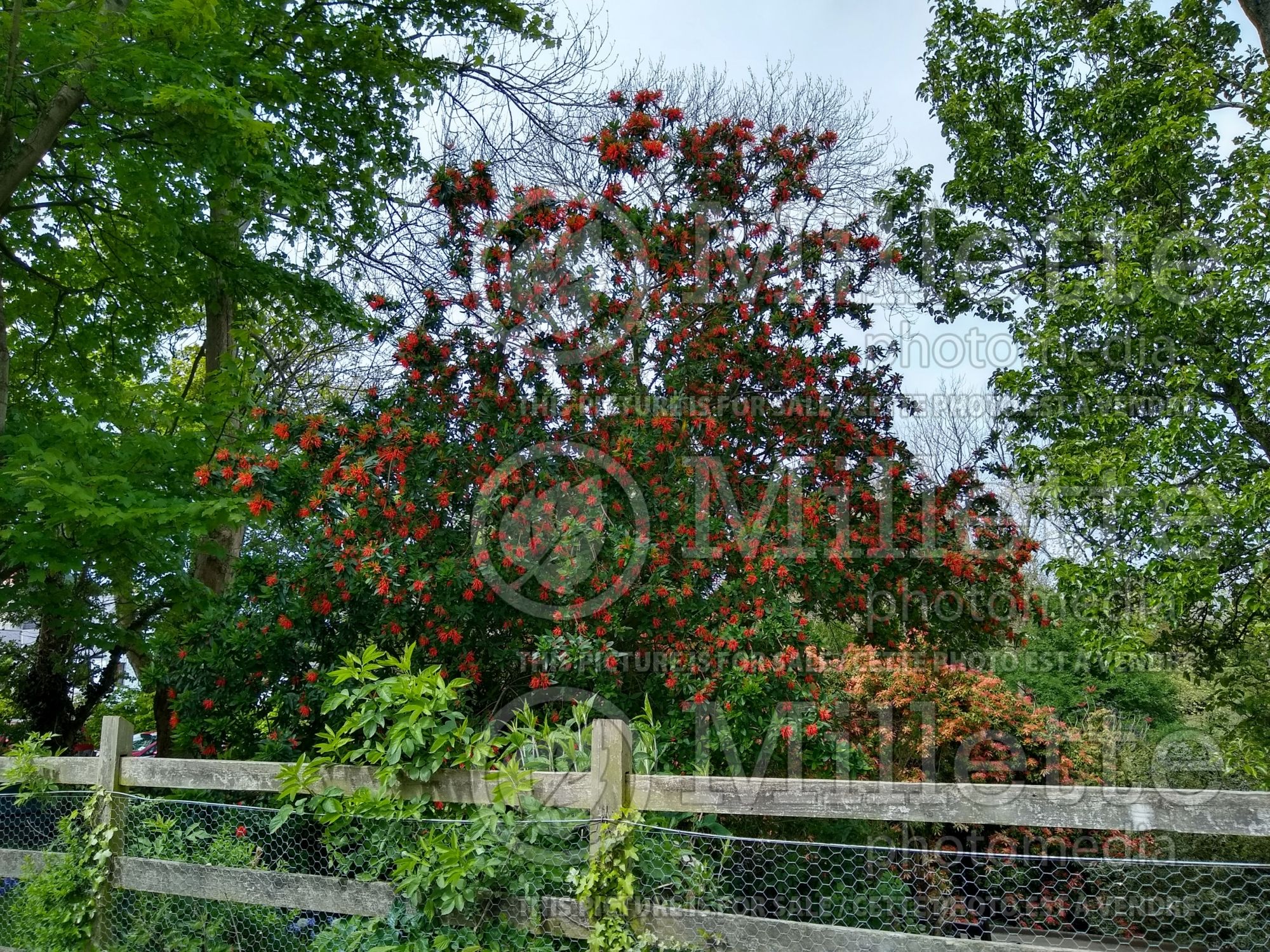 Embothrium coccineum (Chilean Fire Bush, Flame Flower) 4