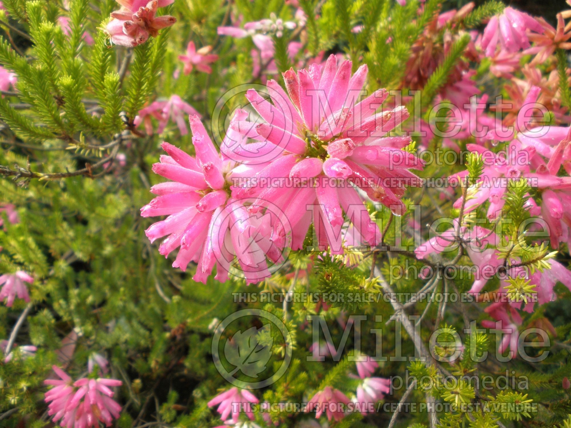 Epacris breviflora (drumstick heath) 2