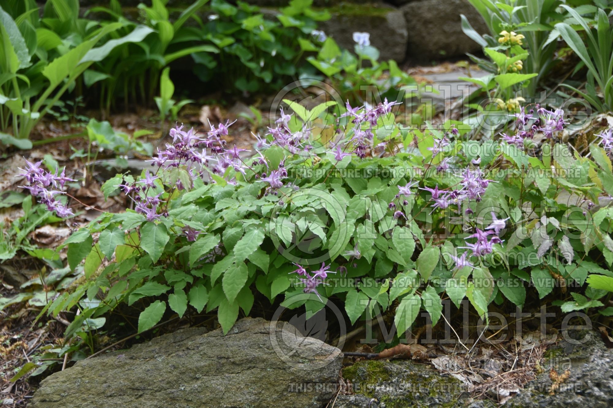 Epimedium Lilac Fairy aka Lilafee (Barrenwort) 6