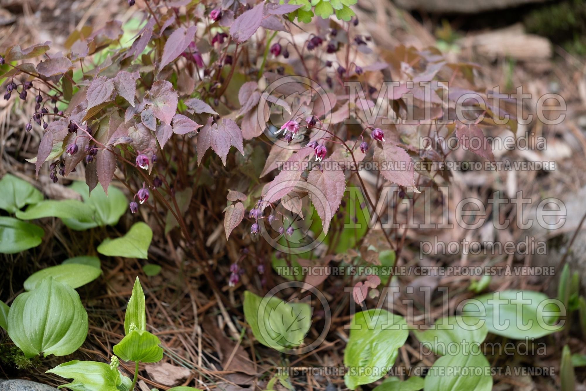 Epimedium Purple Pixie (Barrenwort) 3