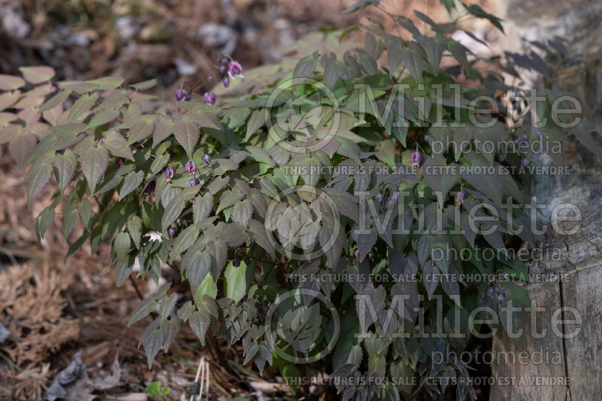 Epimedium Queen Esta (Barrenwort) 1