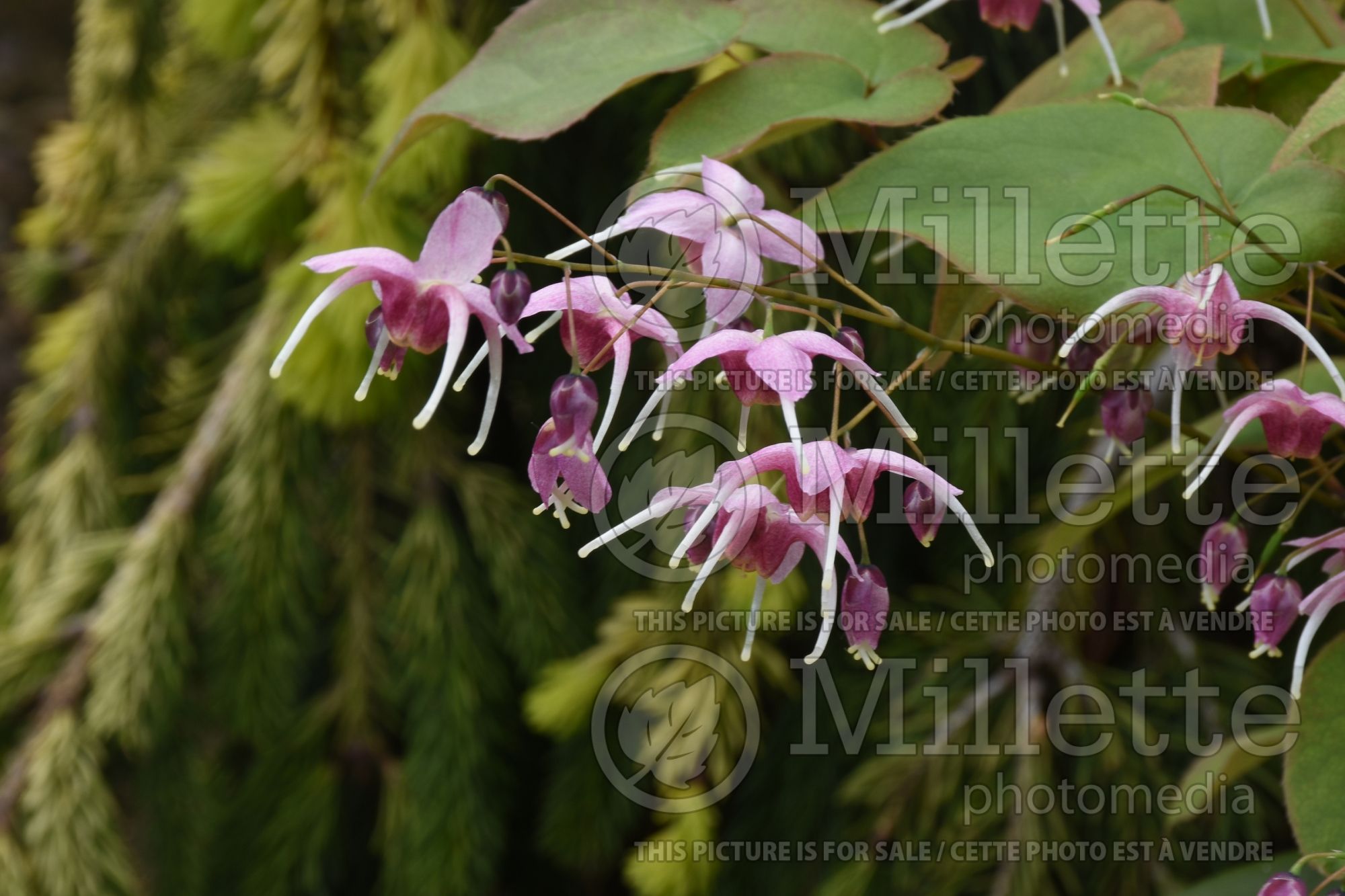 Epimedium Pretty in Pink (Barrenwort) 3