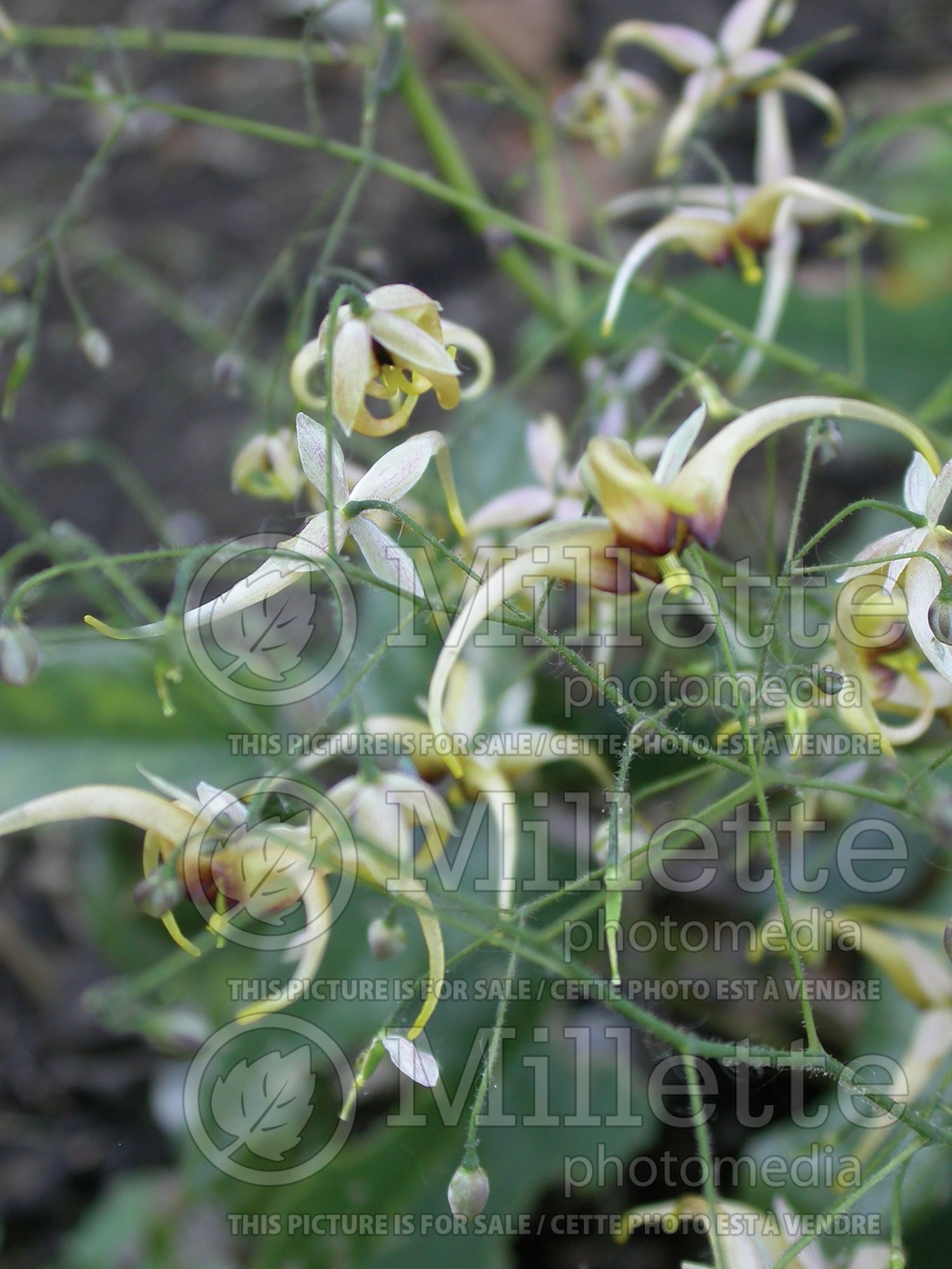 Epimedium wushanense (Wushan Fairy Wings) 2