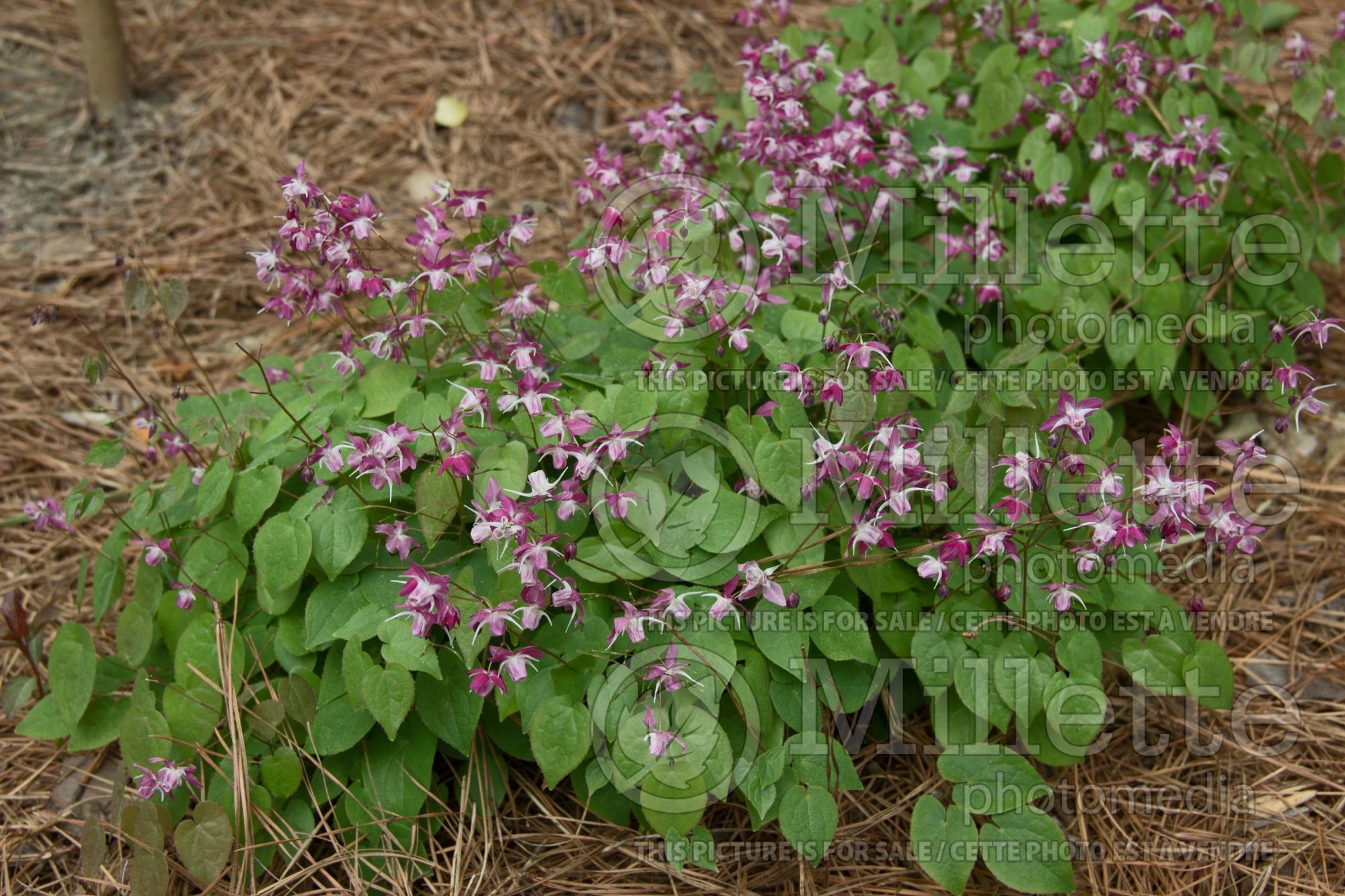 Epimedium Be My Valentine (Barrenwort) 1