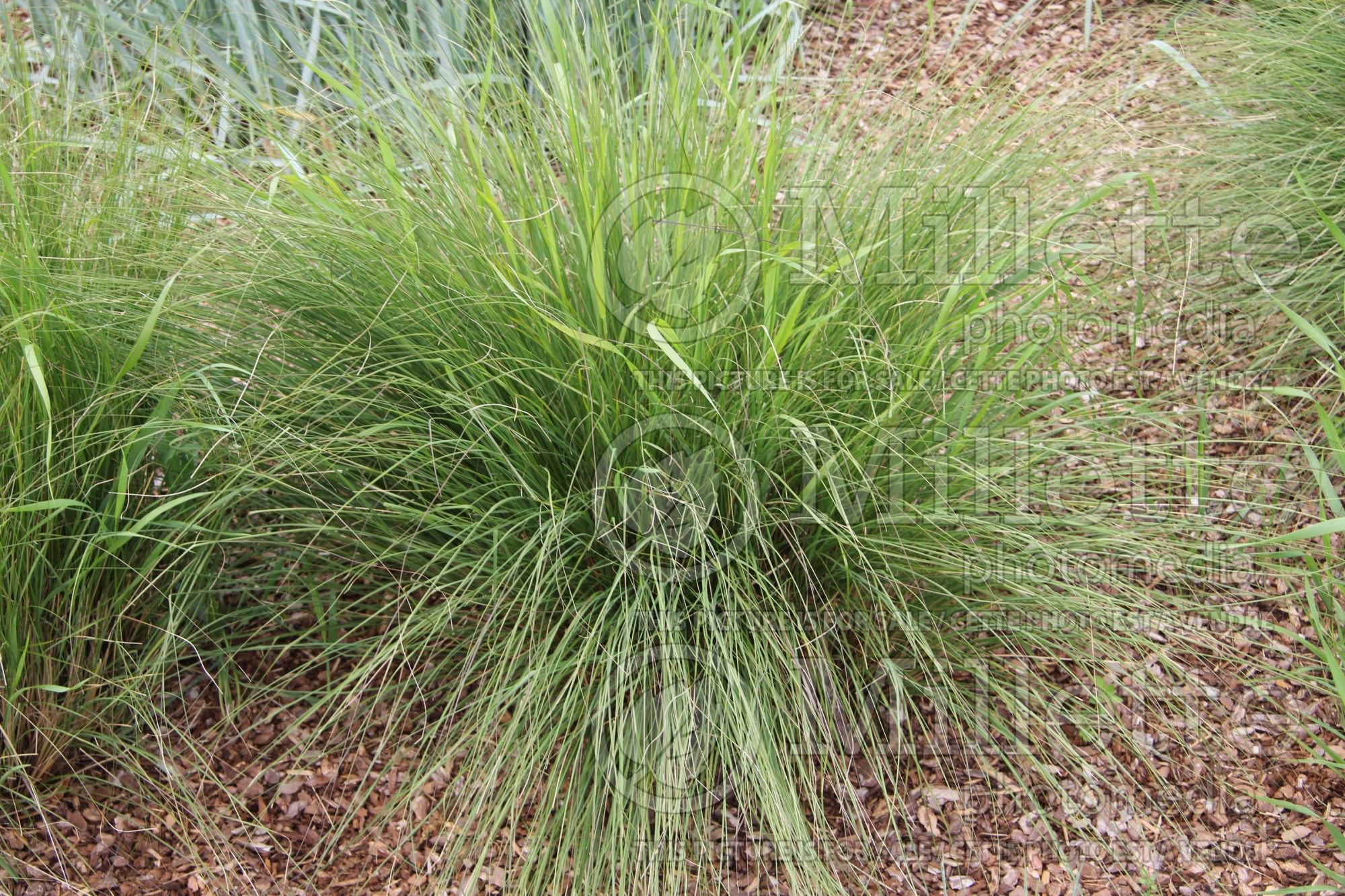 Eragrostis curvula (weeping lovegrass) 1