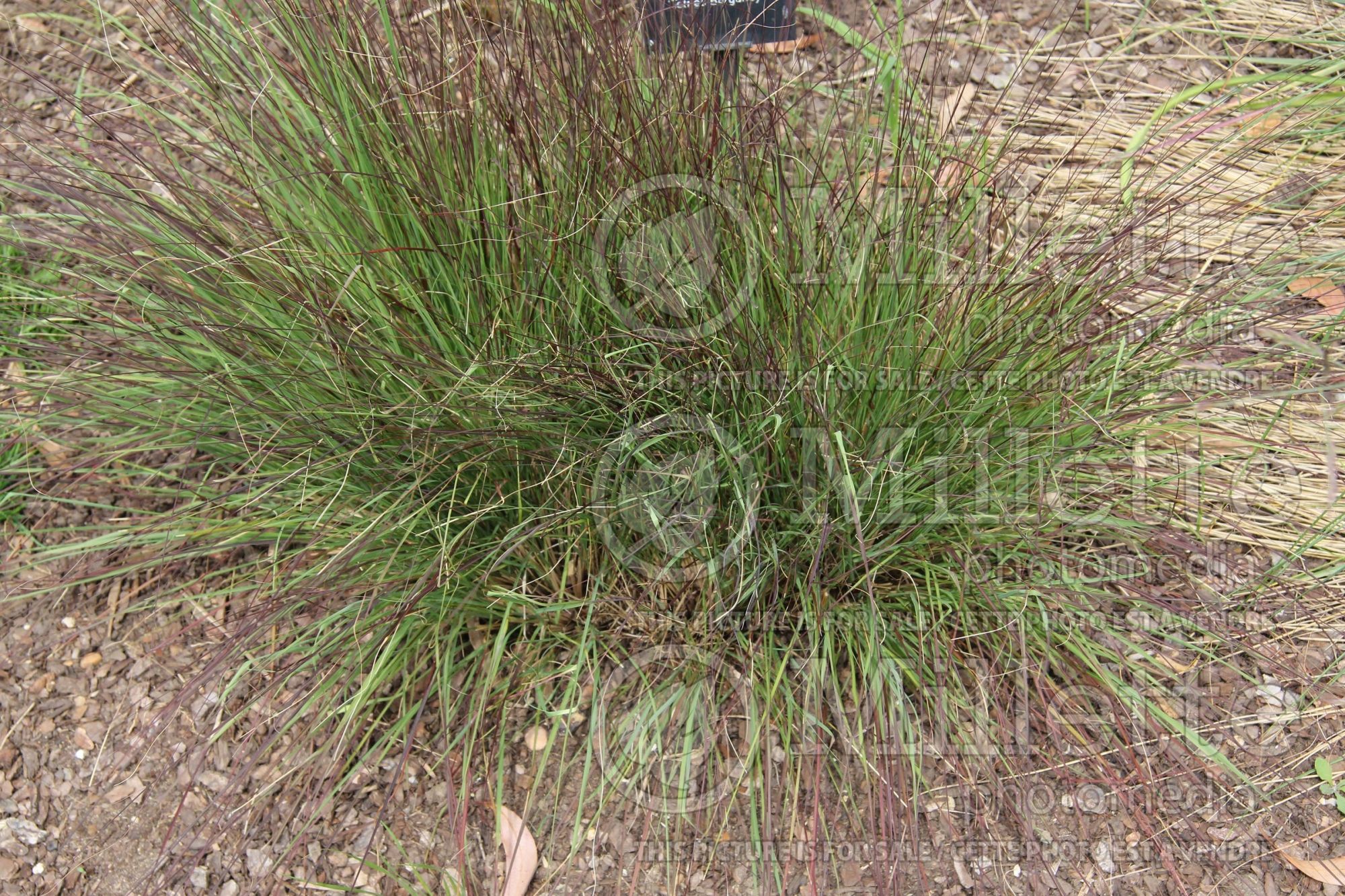 Eragrostis Totnes Burgundy (Love Grass) 1