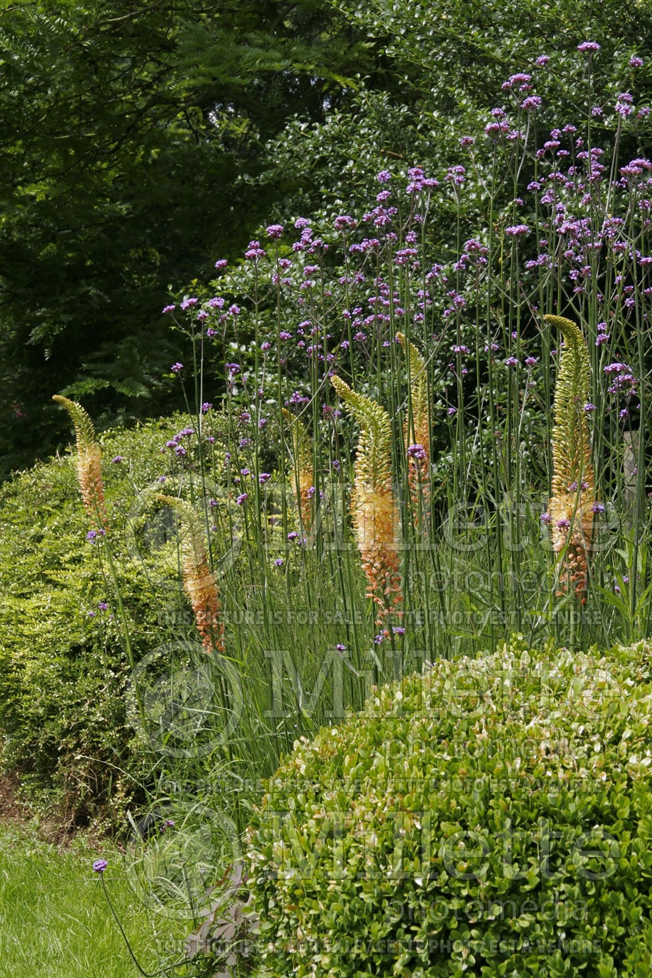 Eremurus Cleopatra (Foxtail Lilies) 11