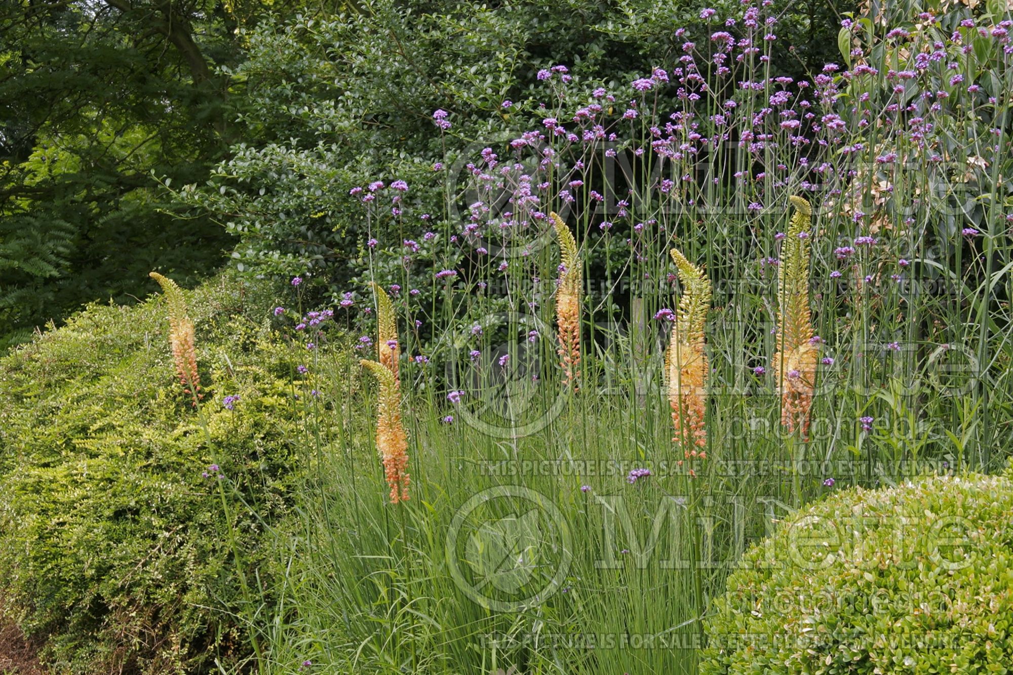 Eremurus Cleopatra (Foxtail Lilies) 12
