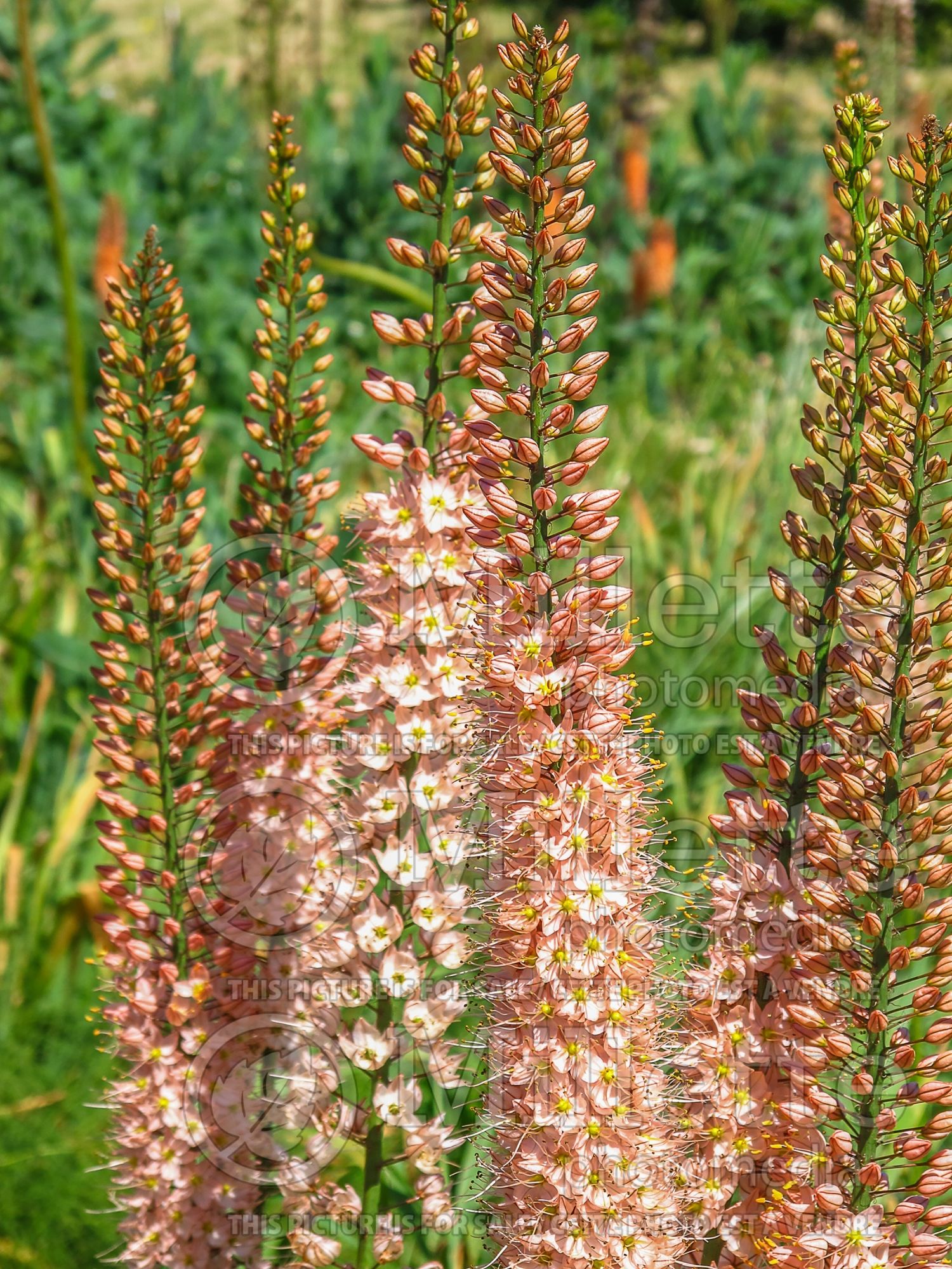 Eremurus Cleopatra (Foxtail Lilies) 13