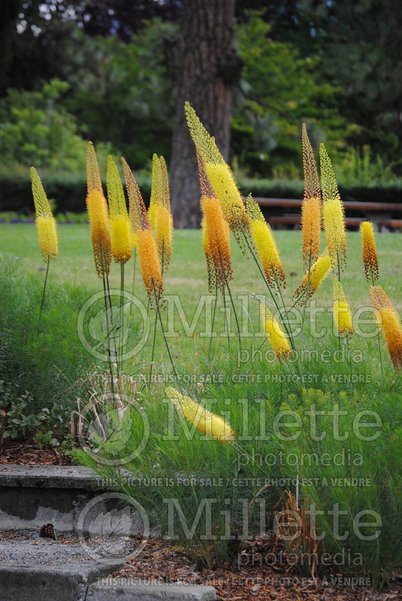 Eremurus stenophyllus (narrow-leaved foxtail lily) 1