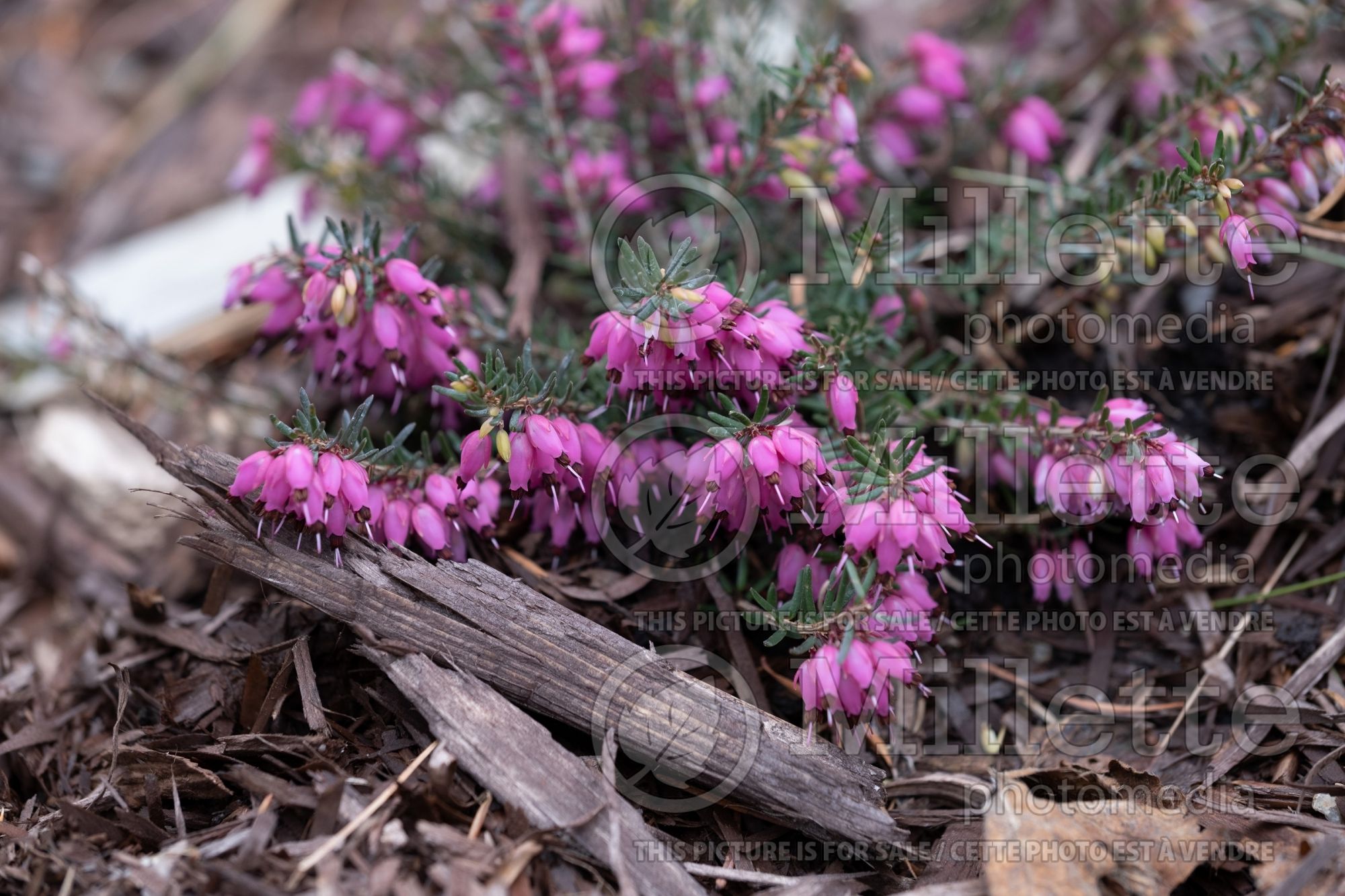 Erica December Red (Heather) 3