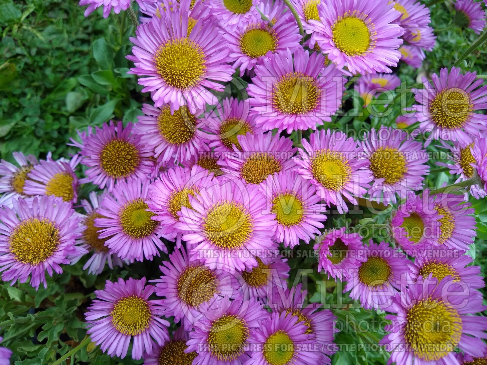 Erigeron Sea Breeze (Seaside Daisy) 1
