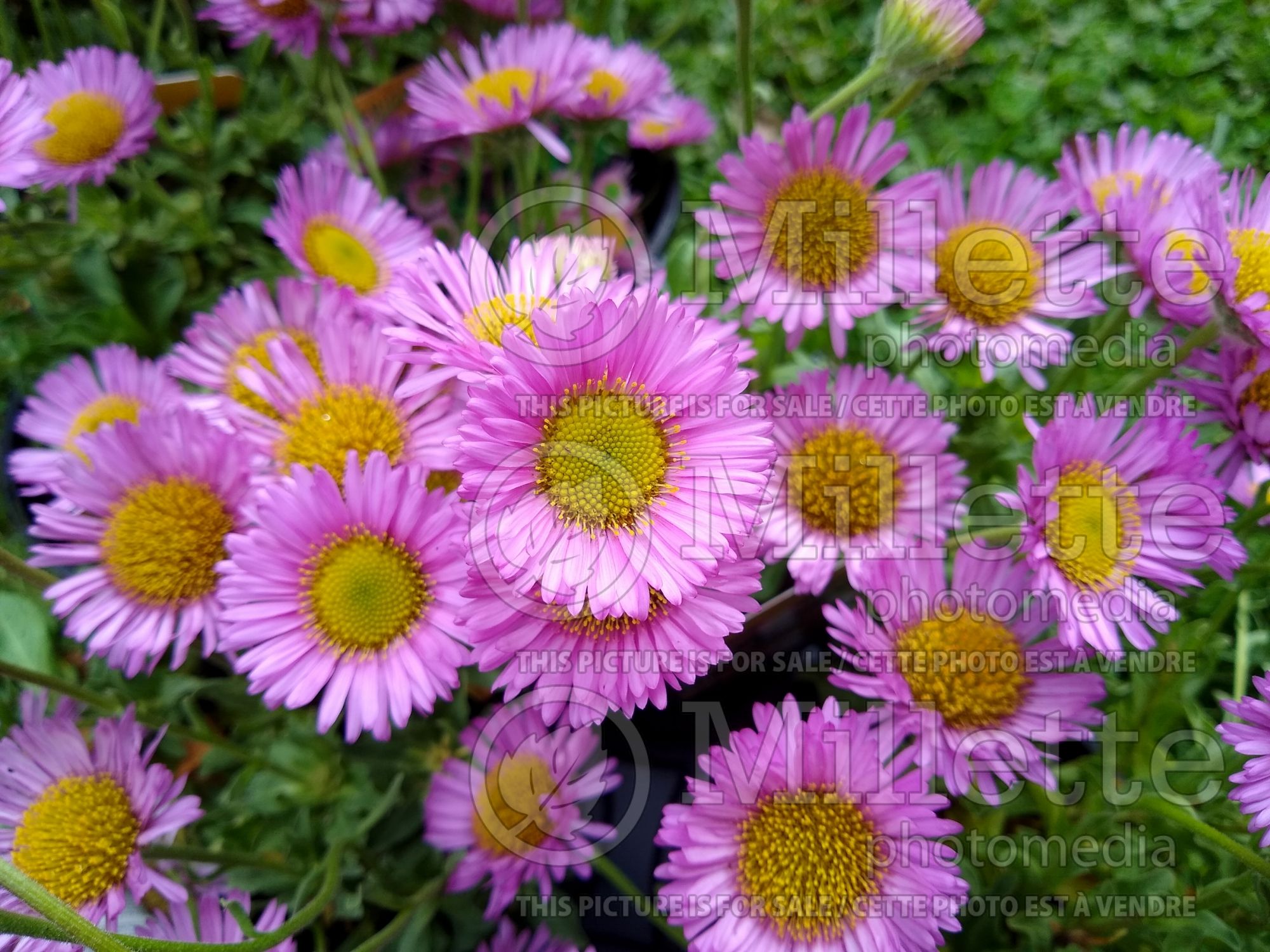 Erigeron Sea Breeze (Seaside Daisy) 2