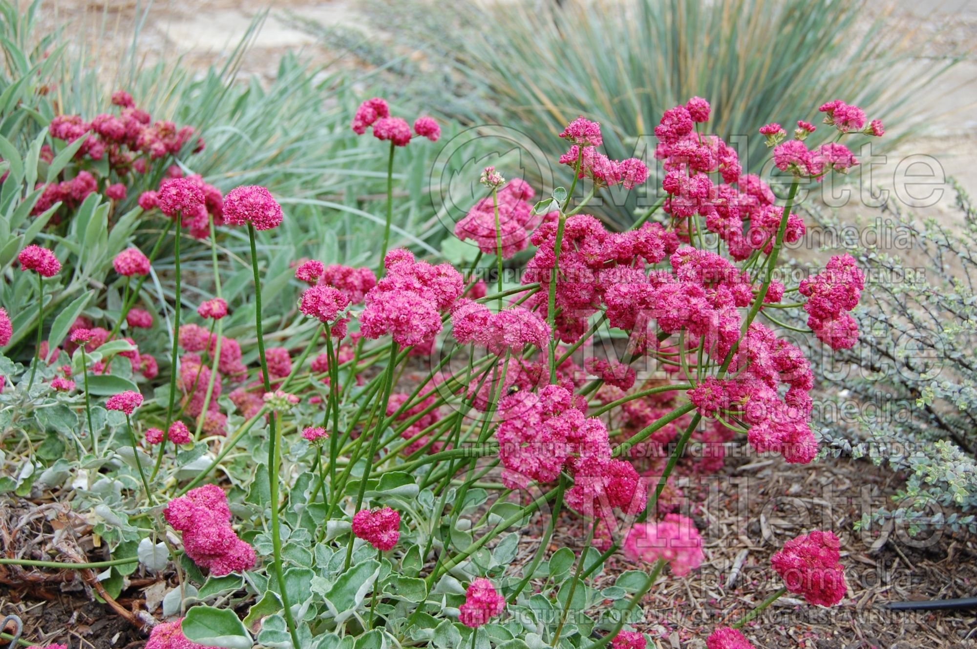 Eriogonum grande rubescens (Red-flowered Buckwheat) 1