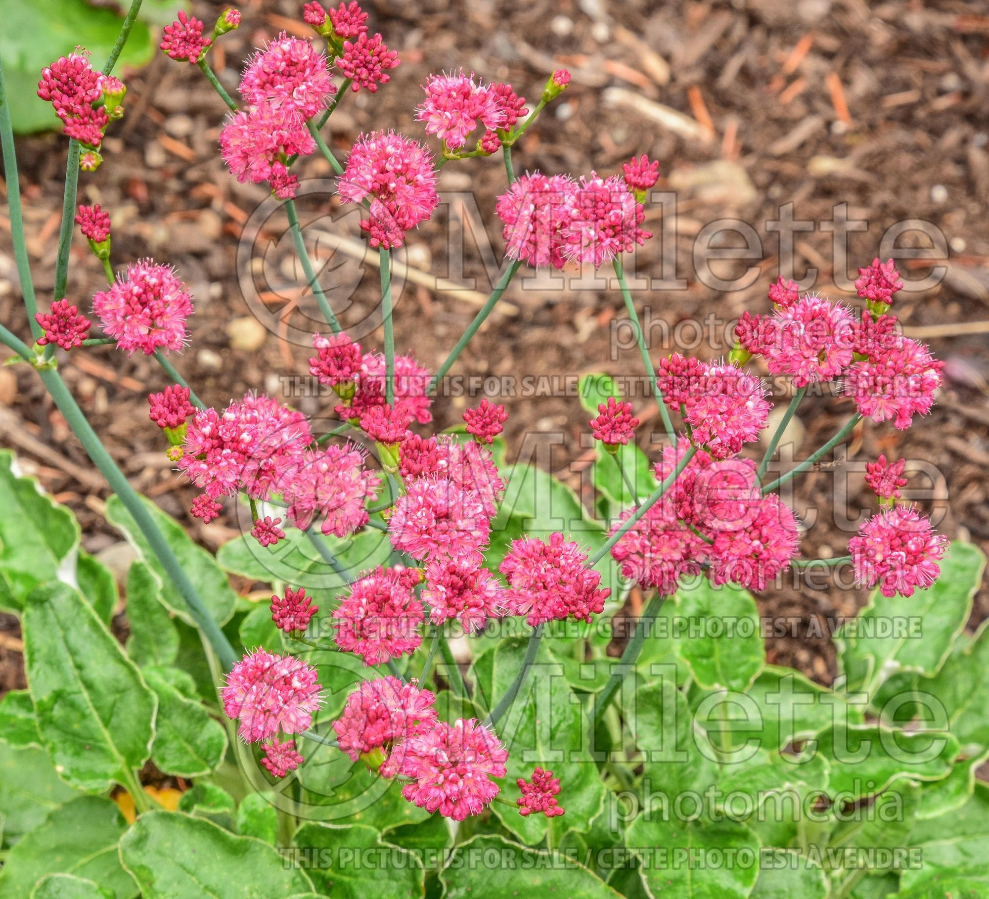 Eriogonum grande rubescens (Red-flowered Buckwheat) 3