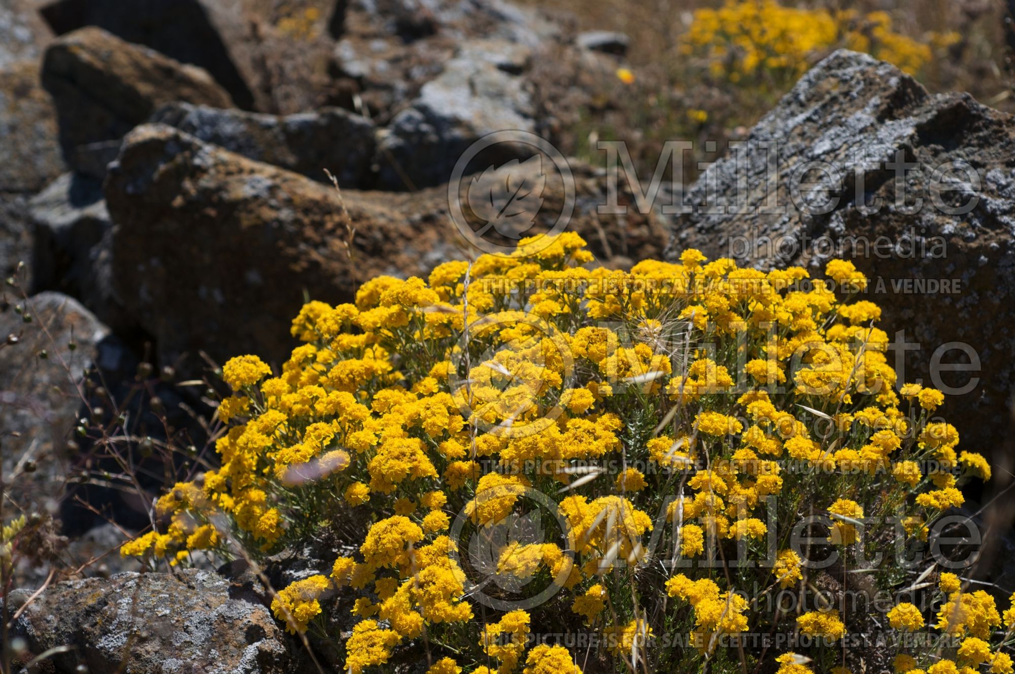 Eriophyllum confertiflorum (golden yarrow) 2