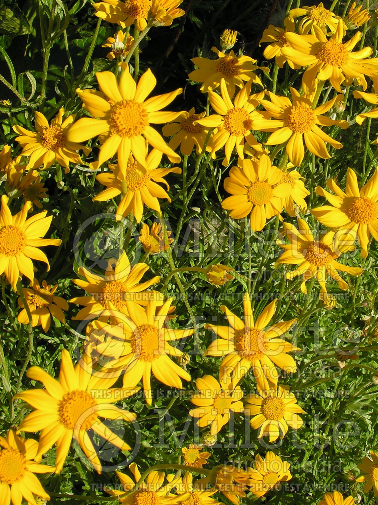 Eriophyllum lanatum (woolly sunflower) 5