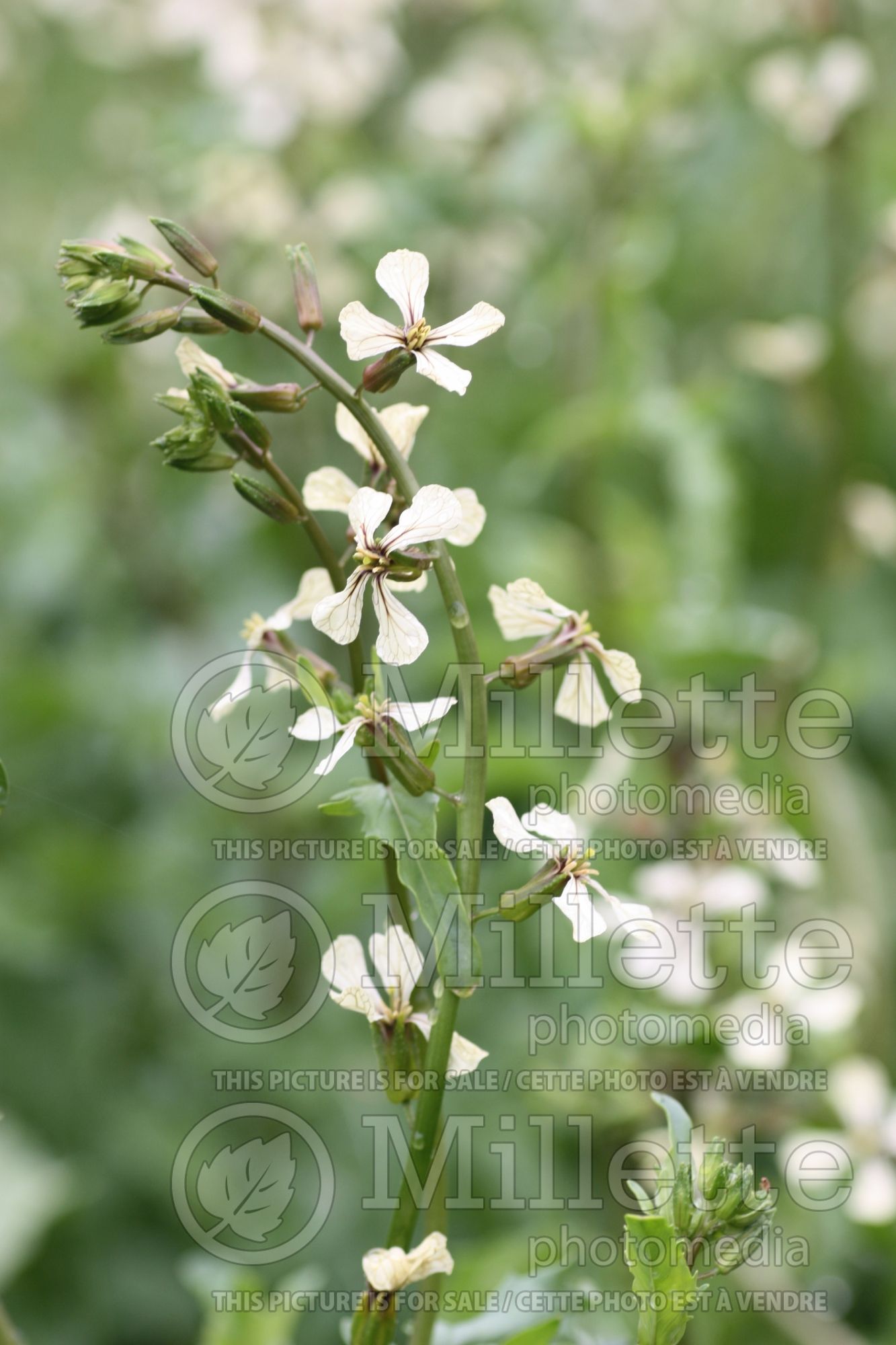 Eruca vesicaria subsp. sativa (Aragula vegetable – roquette) 3
