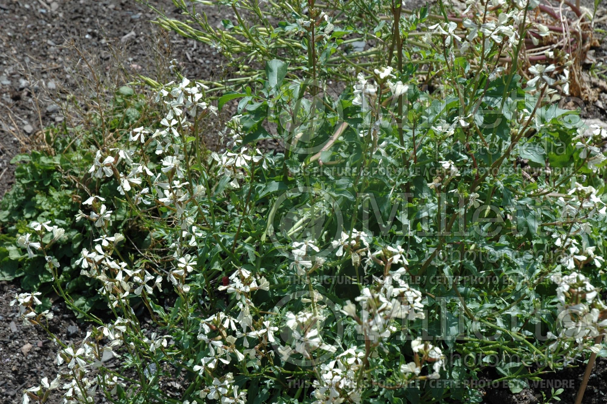 Eruca vesicaria ssp. sativa (salad rocket araugula, roquette) 1
