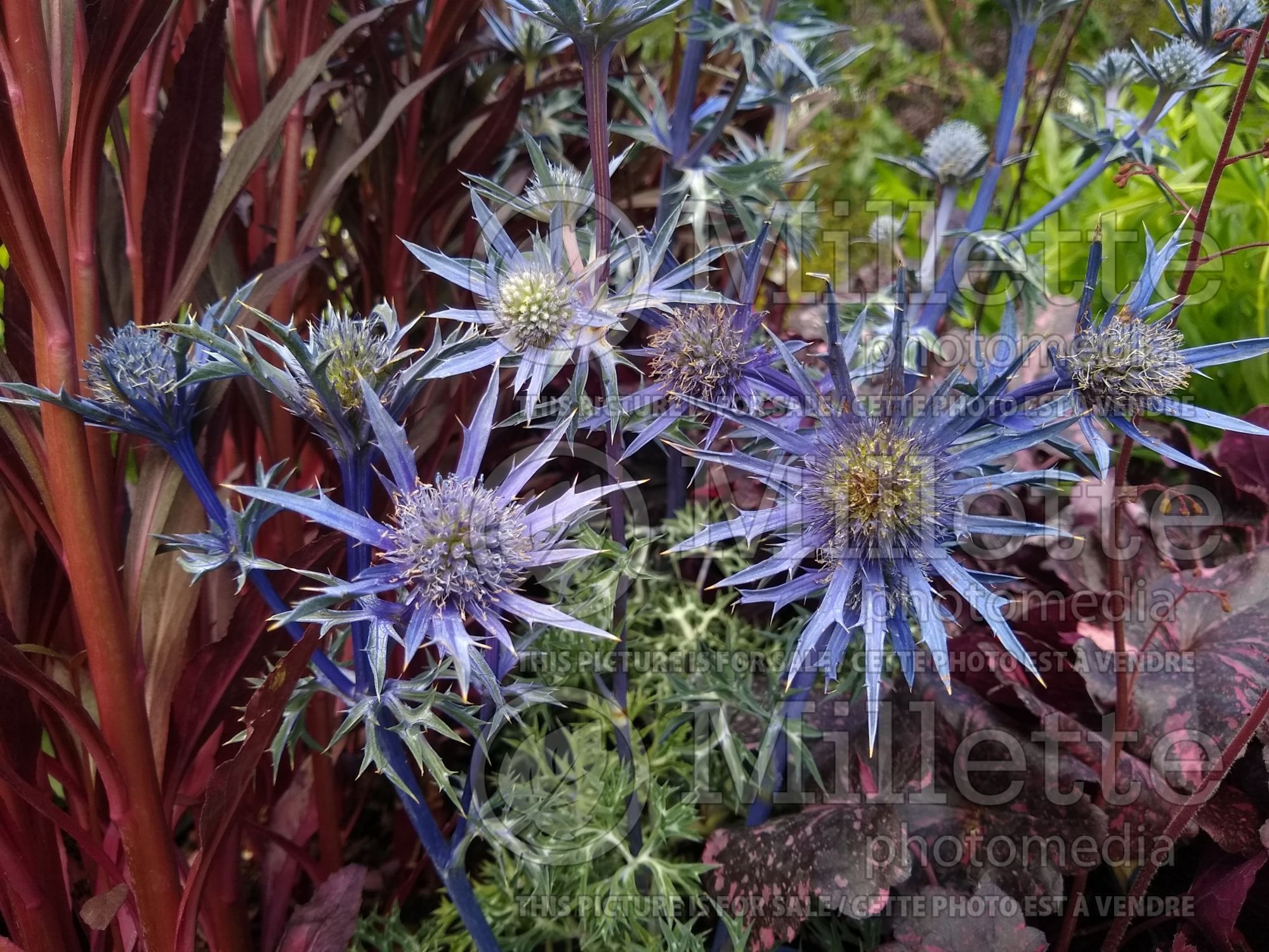 Eryngium Picos Amethyst (Sea Holly) 1